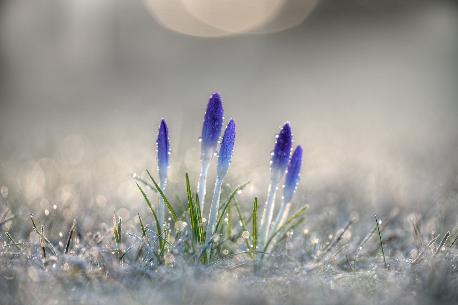 krokusse tau blumen makro frühling primeln