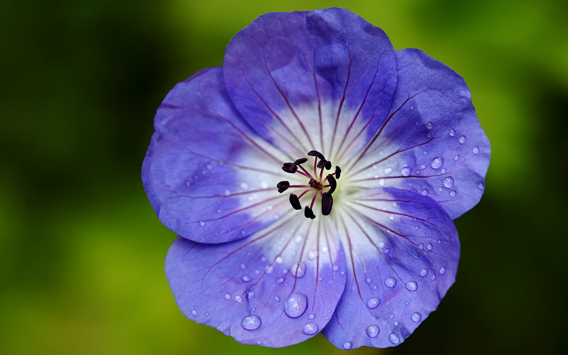 geranium żuraw niebiesko-biały kwiat płatki kropelki