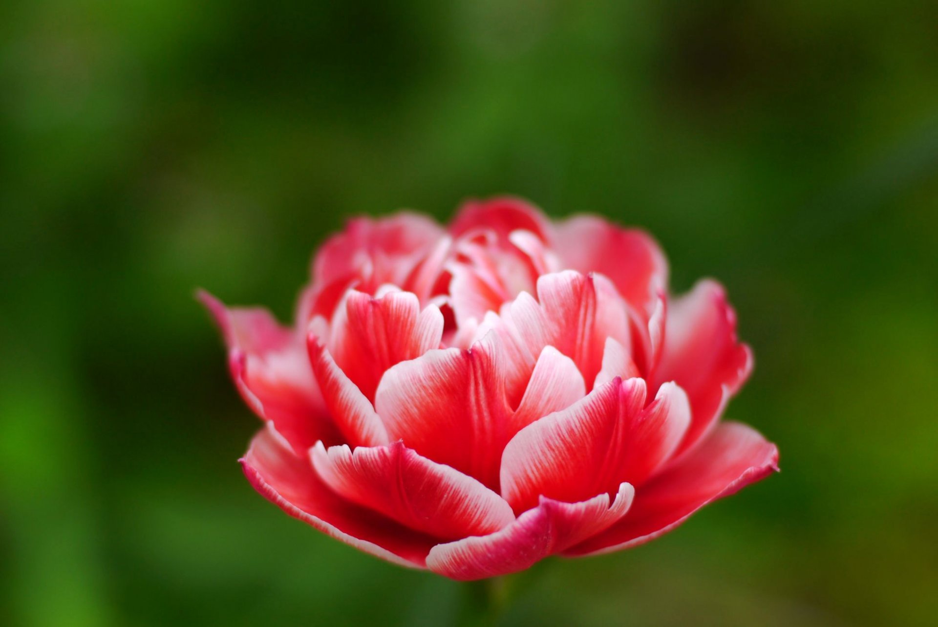 blume rosa tulpe knospe blütenblätter grün natur frühling