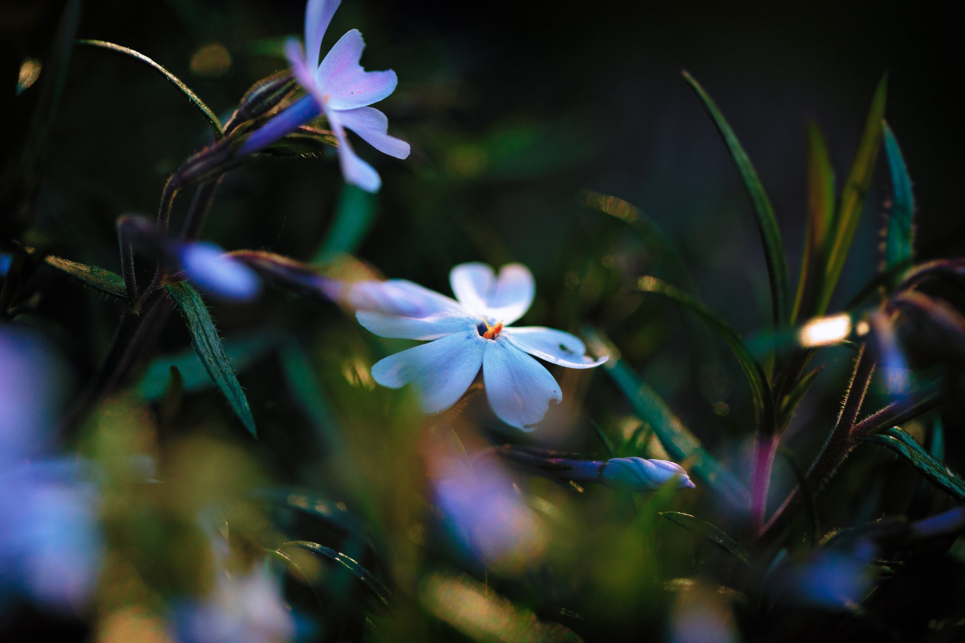 hojas flores blanco-azul phlox luz iluminación resplandor