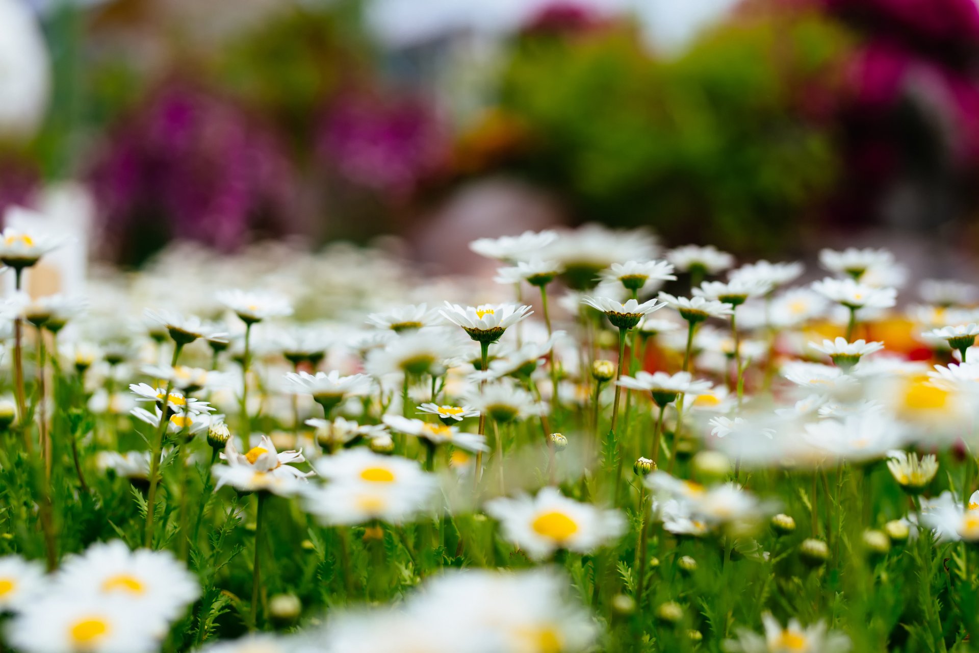gänseblümchen lichtung blumen natur bokeh