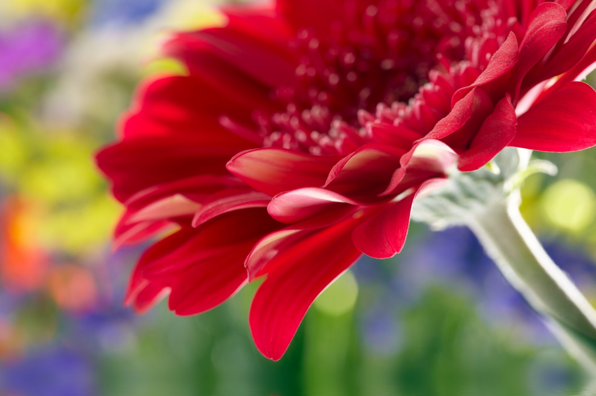 belle marguerite gerbera rouge fermer rose fleur belle marguerite gerbera rouge gros plan rose