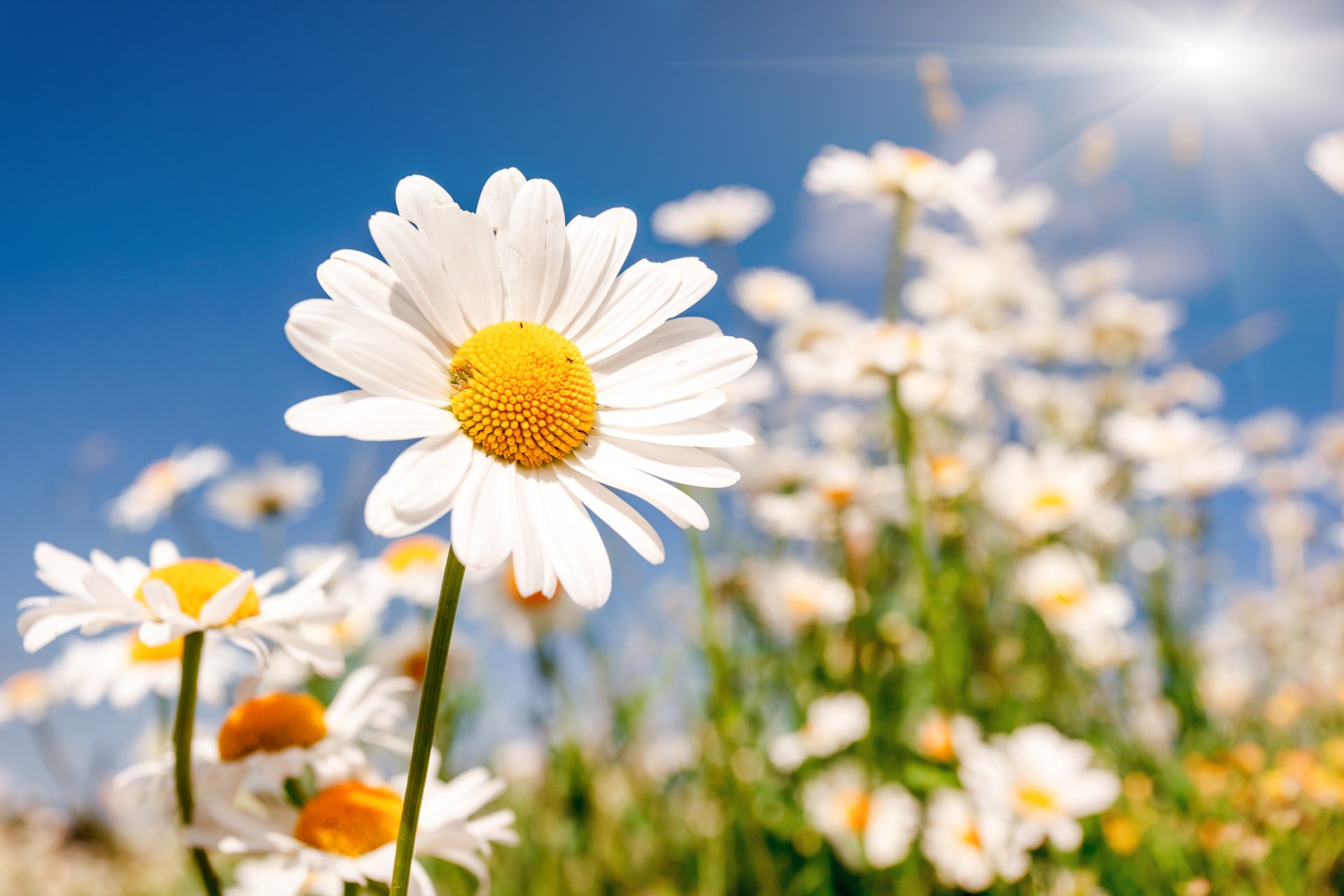 champ fleurs marguerites