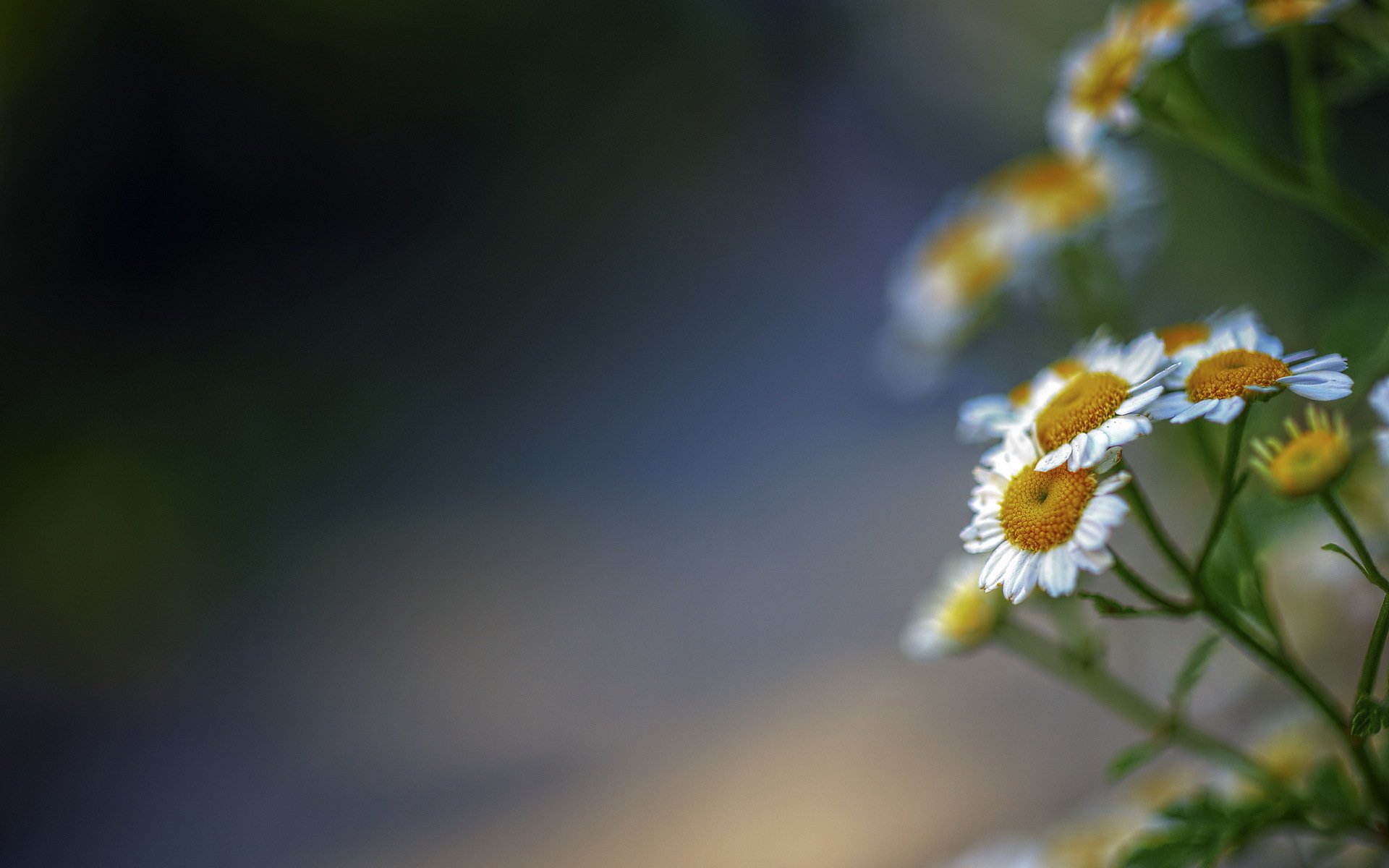 цветы природа фон