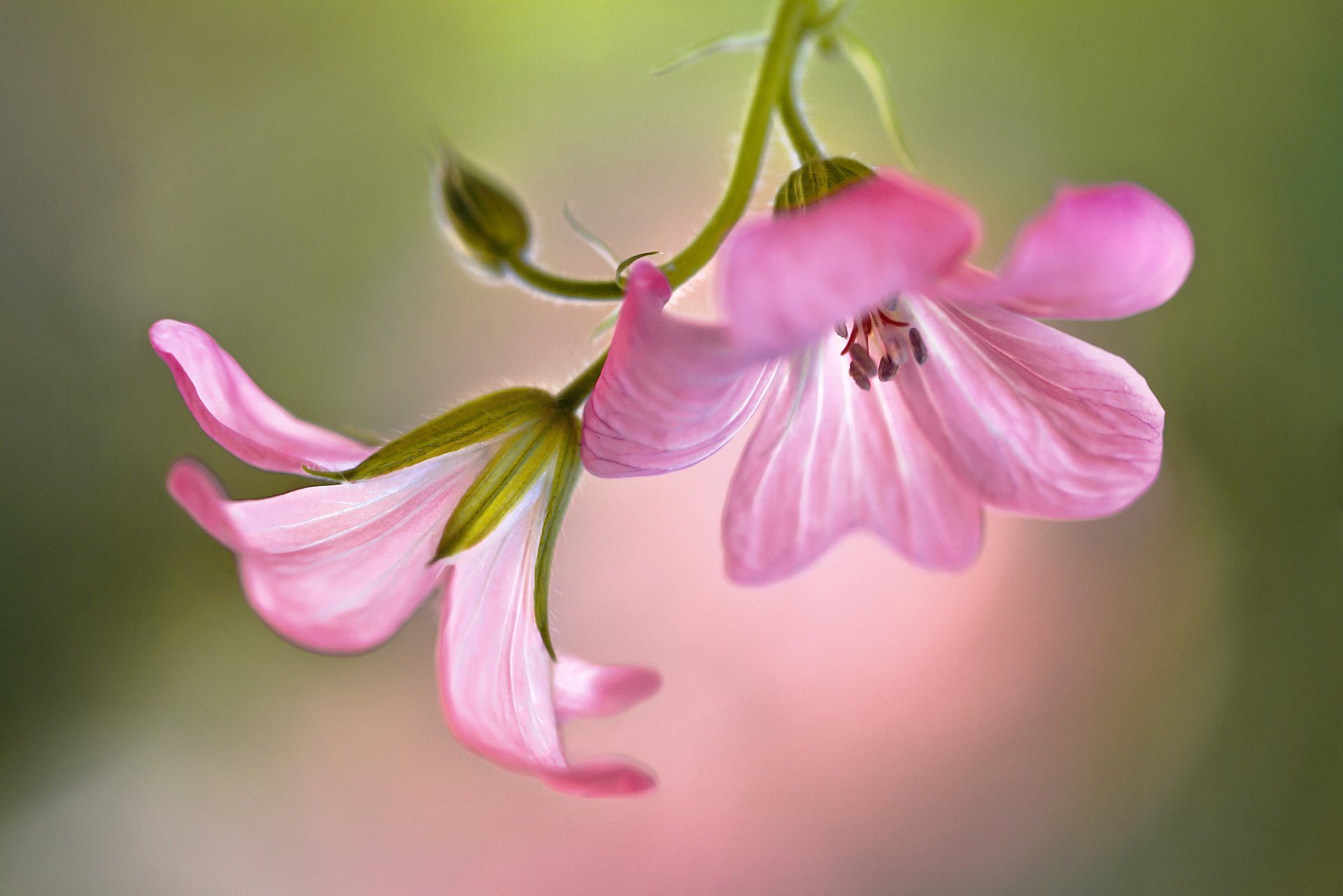 blumen rosa geranie hintergrund