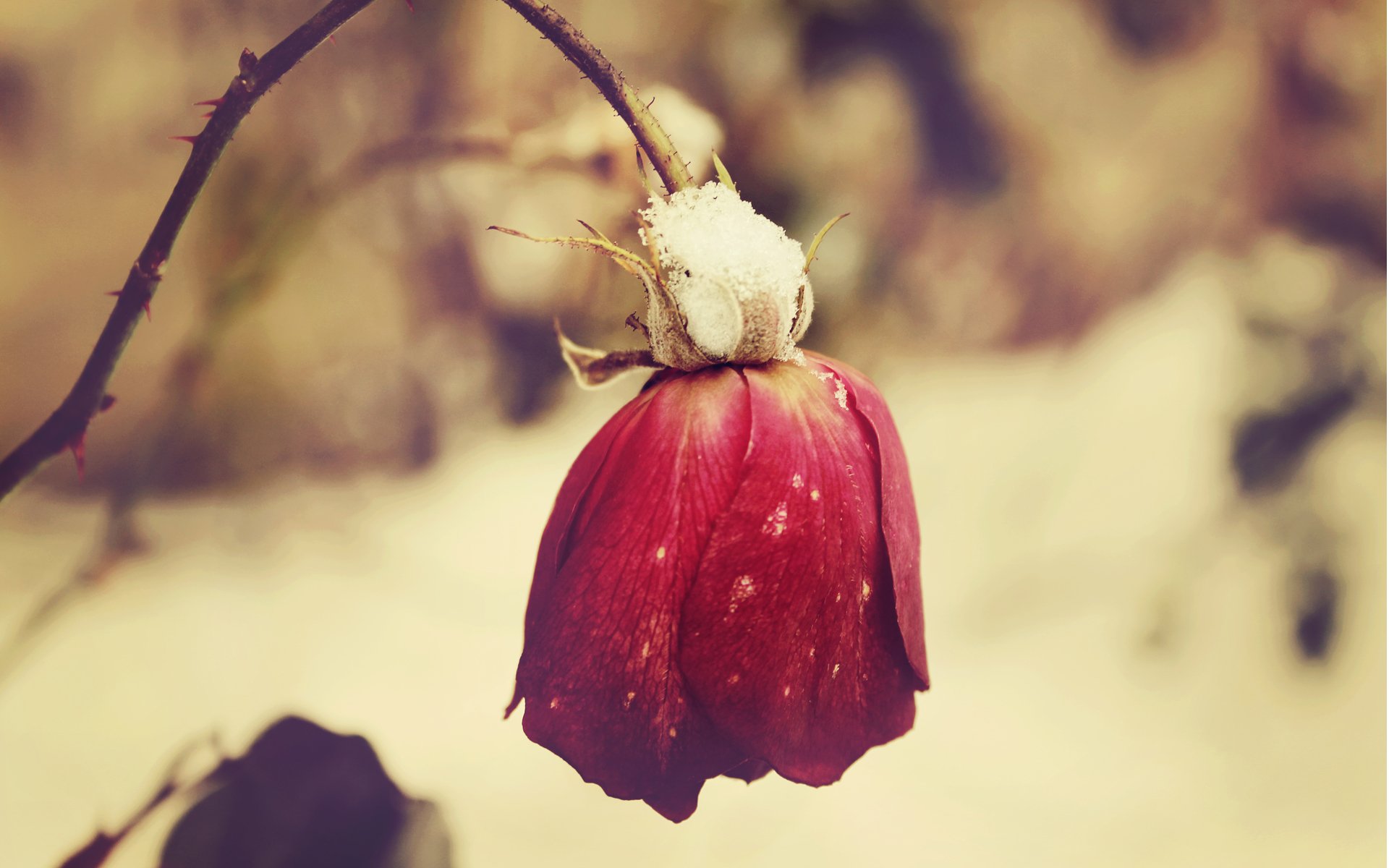 fiore rosa rosso freddo sbiadito neve gelo