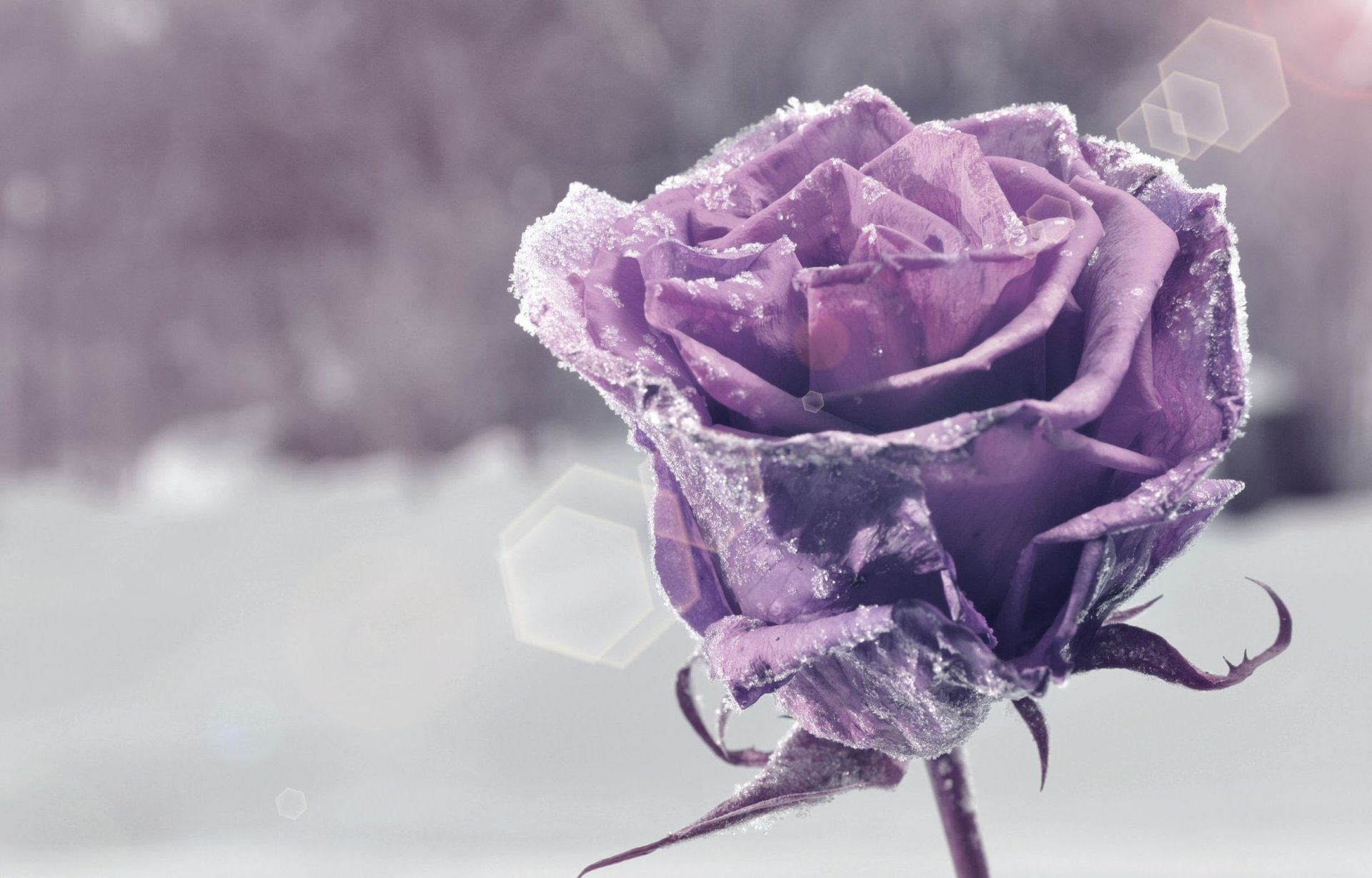 flowers flower flower purple snow bokeh background wallpaper widescreen fullscreen widescreen widescreen