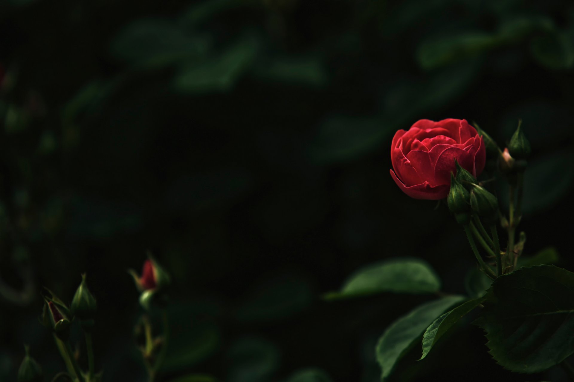 rosa bokeh gemme