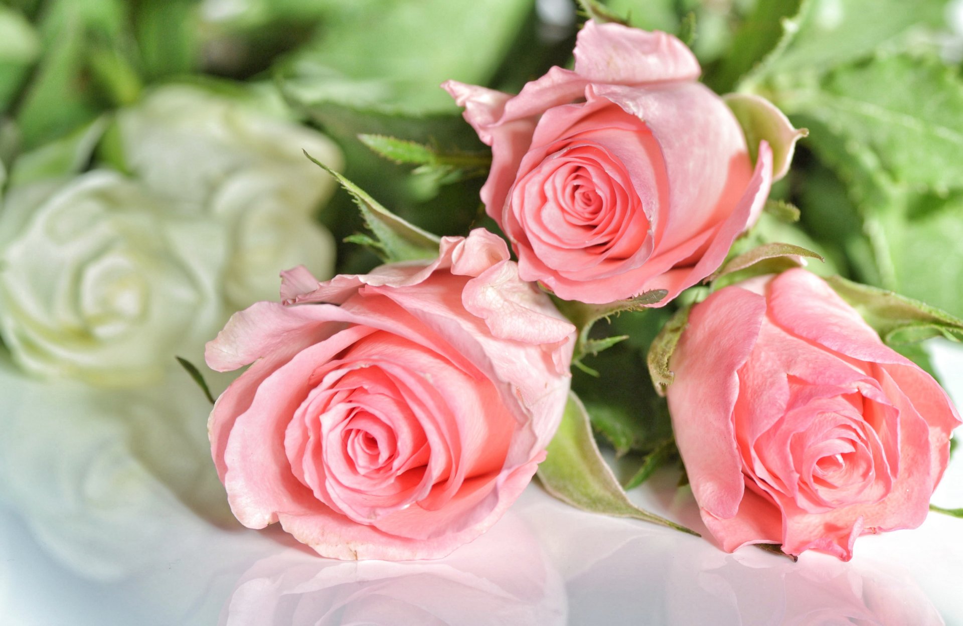 rosen drei rosa blumen foto