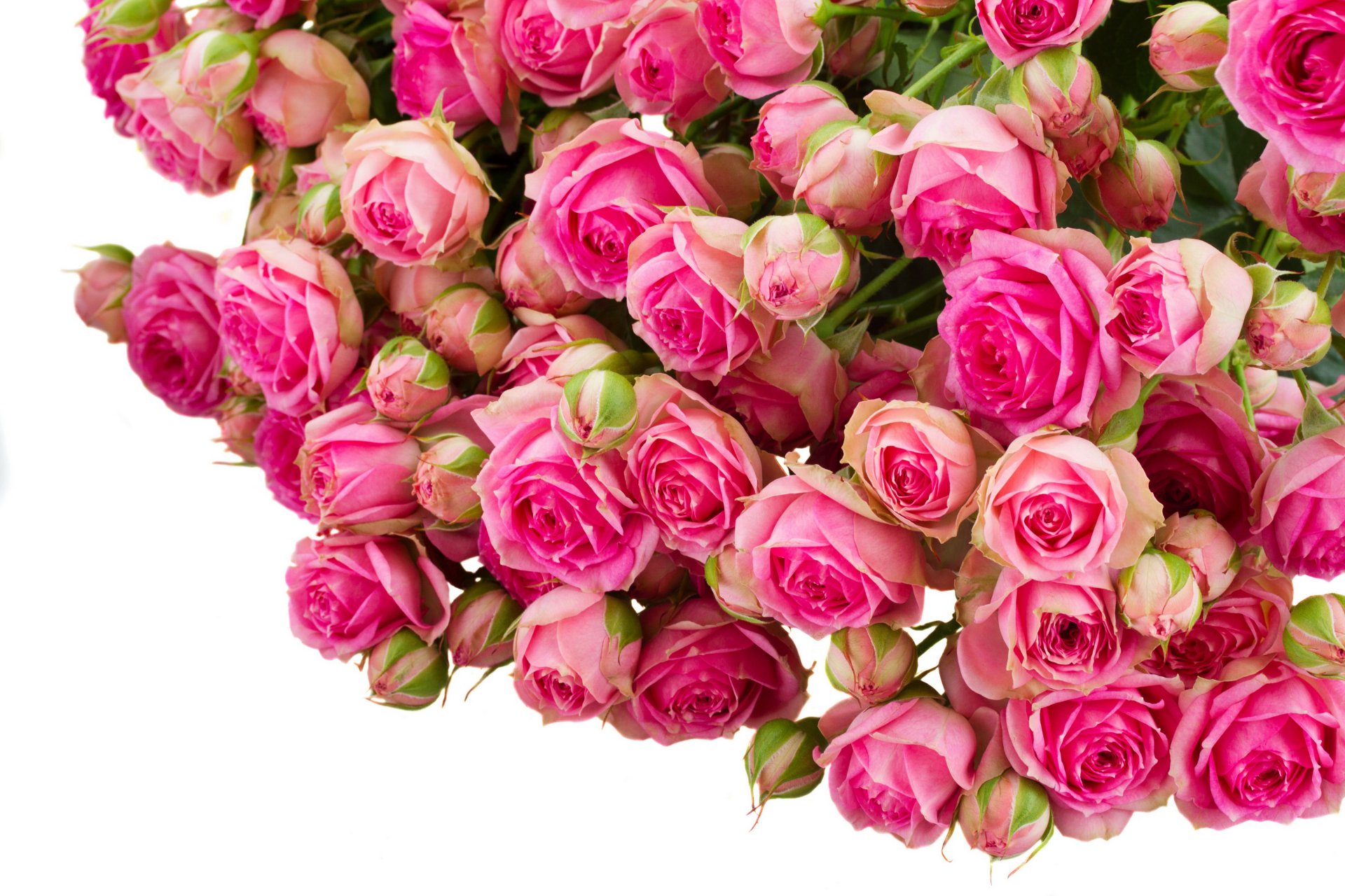 roses beaucoup rose fleurs photo