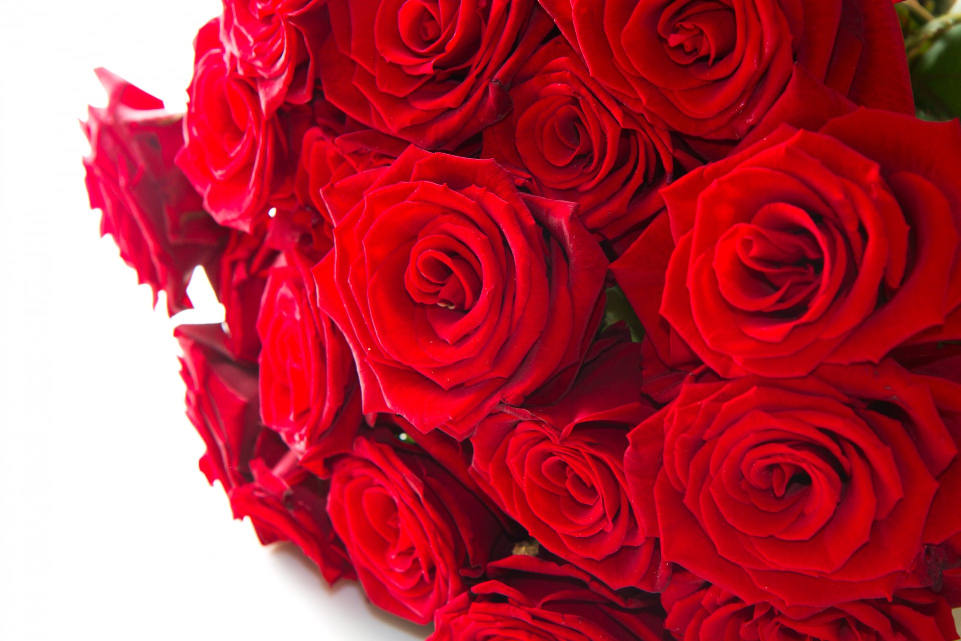 blumen rosen rote rosen