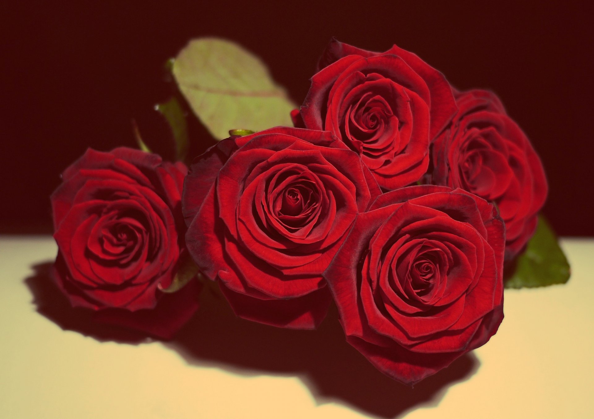 rosas rosa roja amor en el amor romántico novelas románticas regalo lindo naturaleza muerta vintage flores ramo