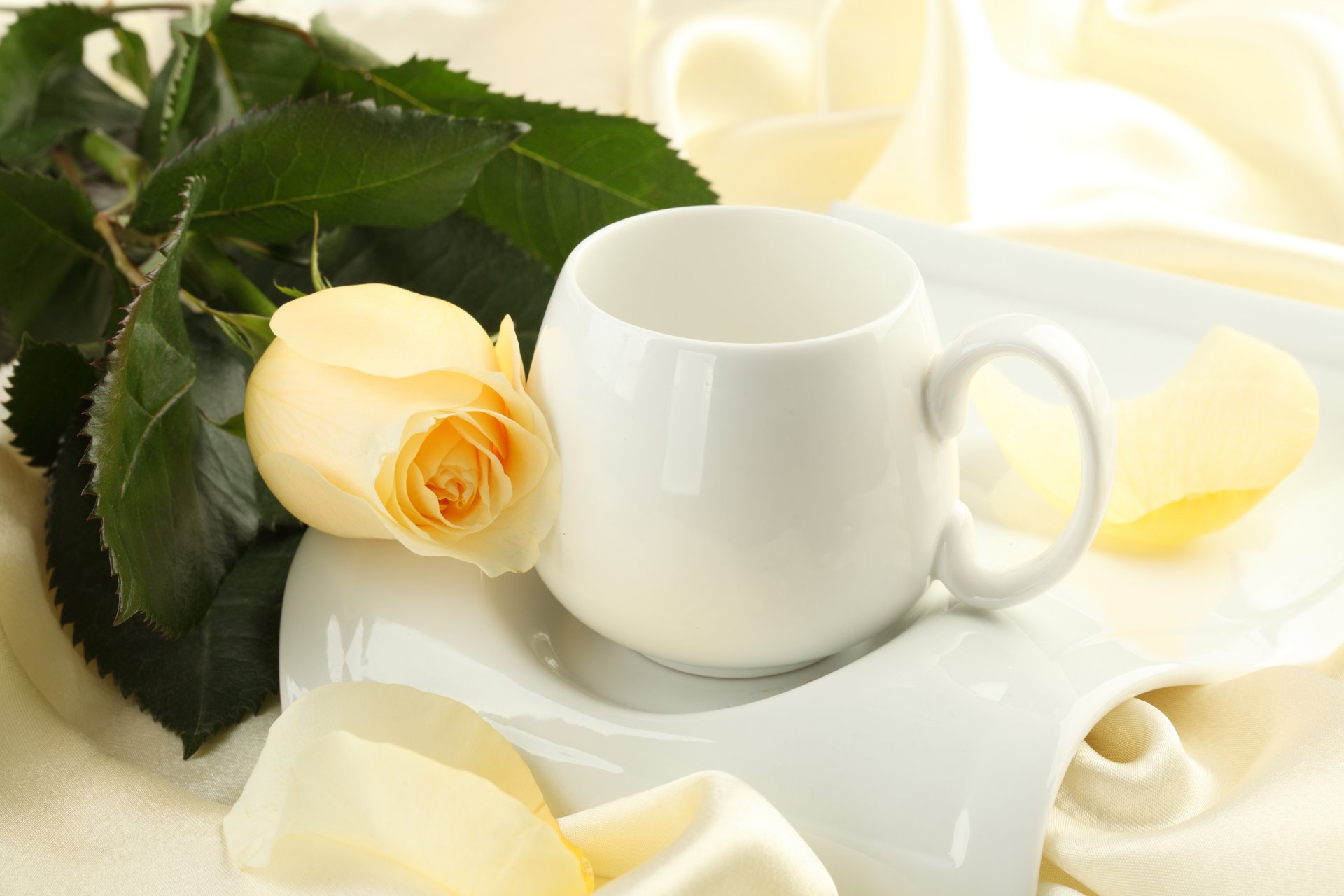 rose flower flowers bud cup silk