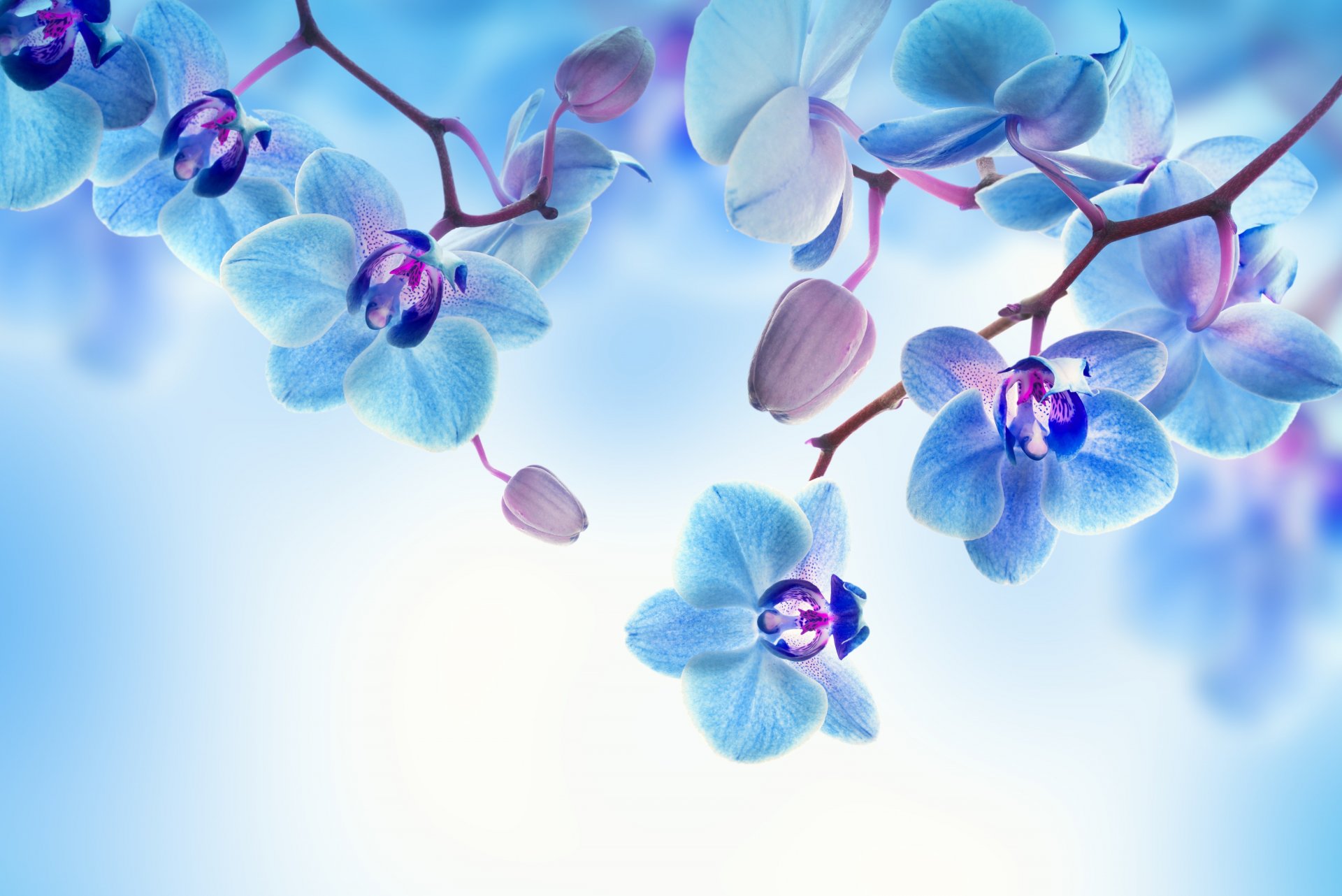 flower orchid petals bloom background