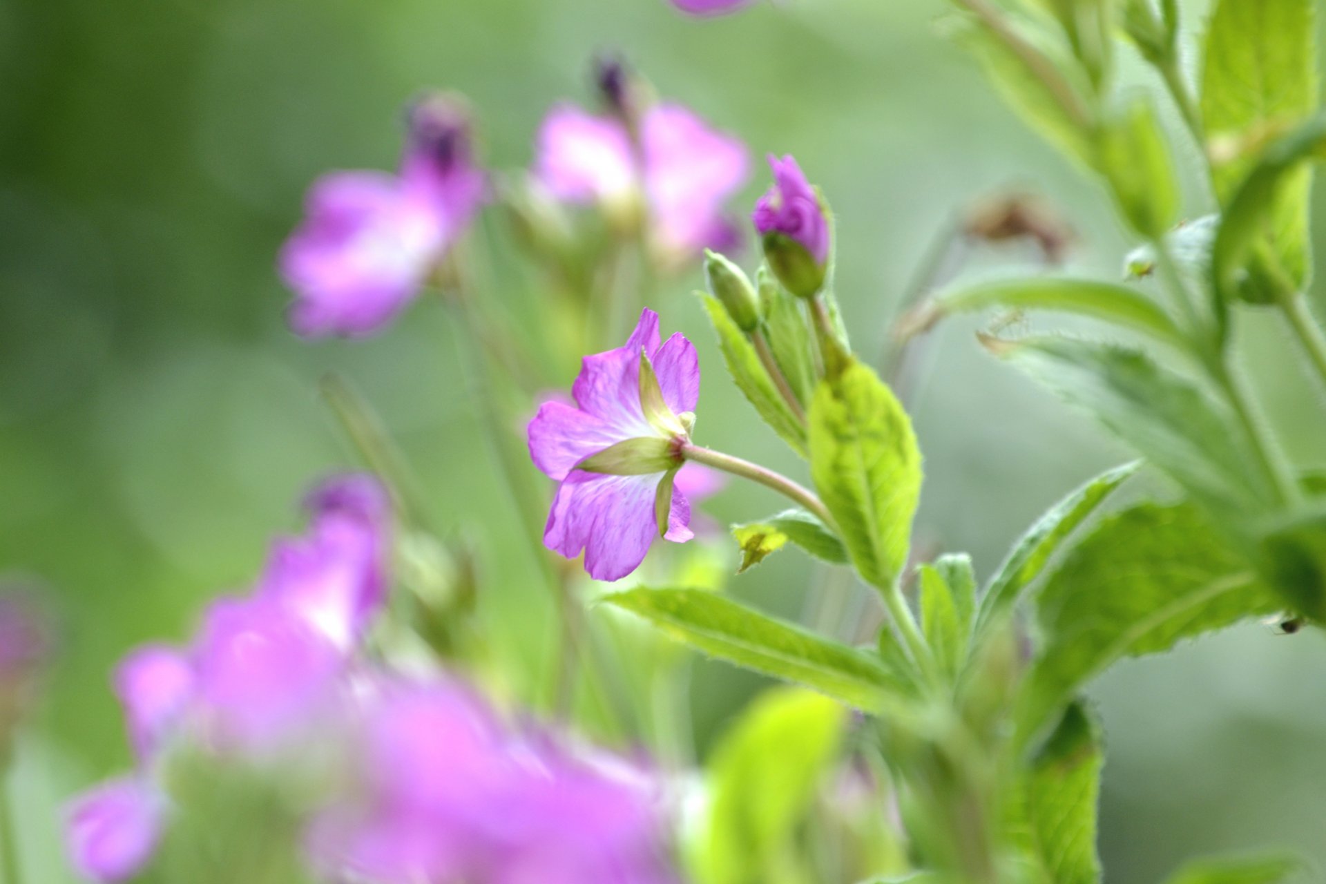 blumen flieder blütenblätter knospen stiele blätter unschärfe