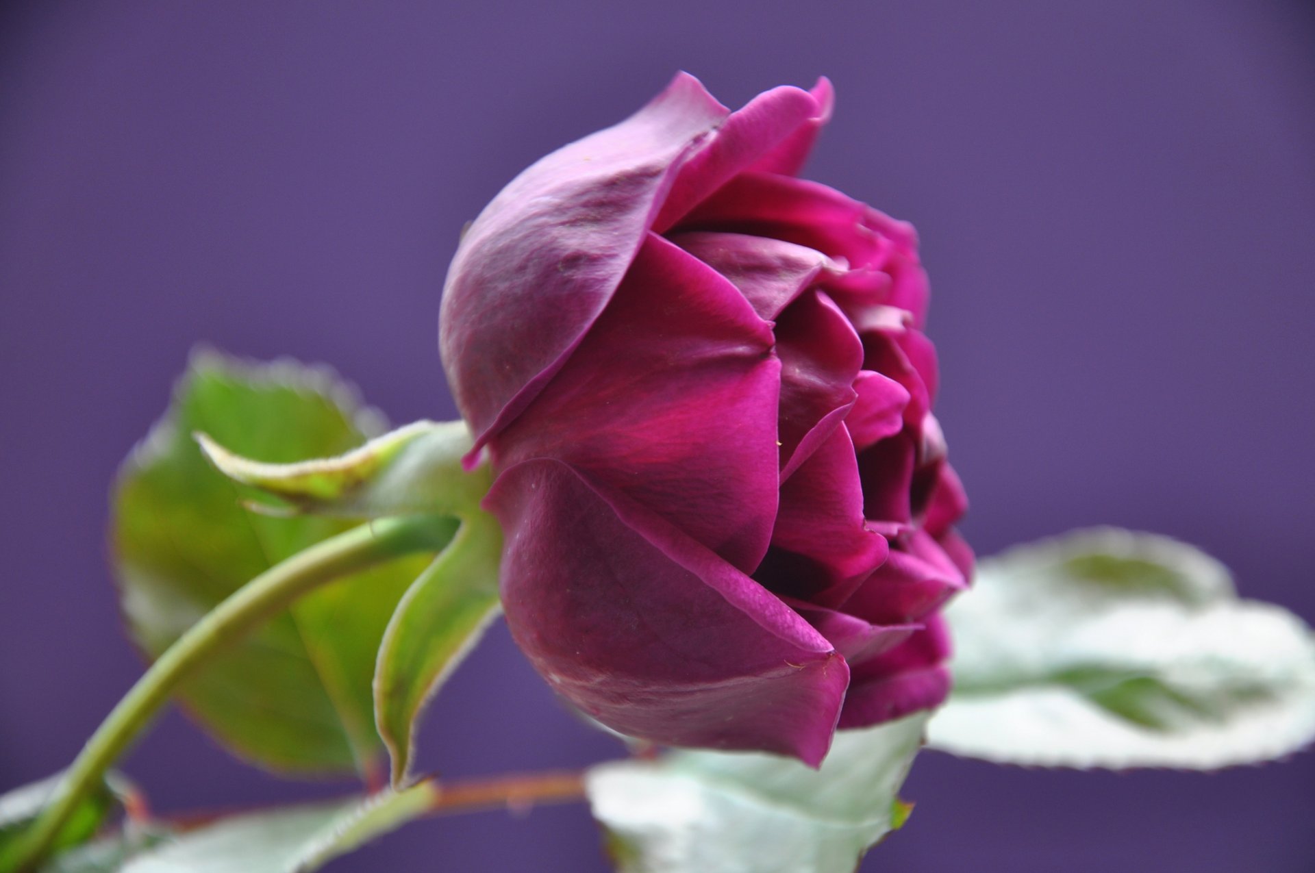 rose knospe blütenblätter blätter makro