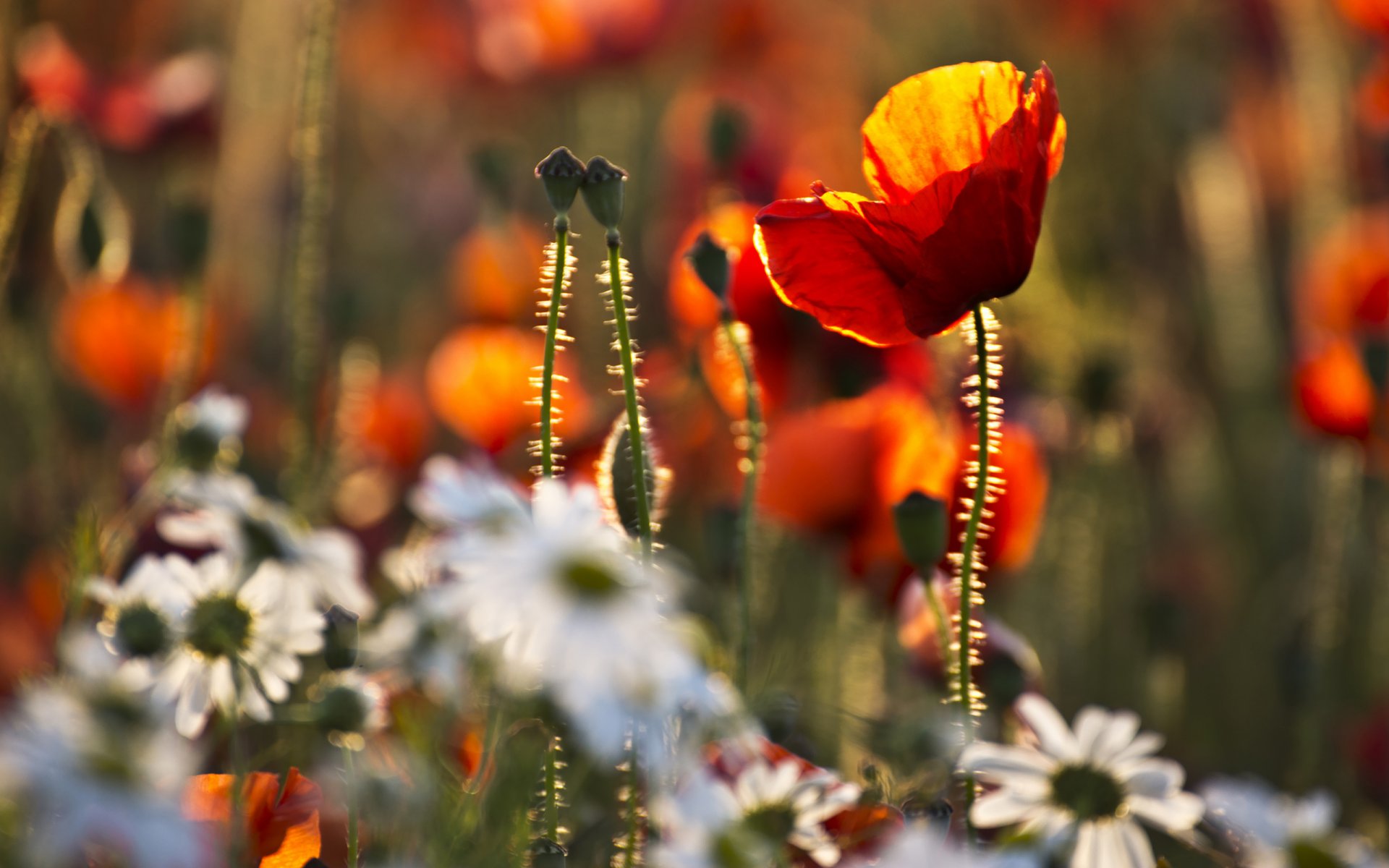 amapolas margaritas hierba