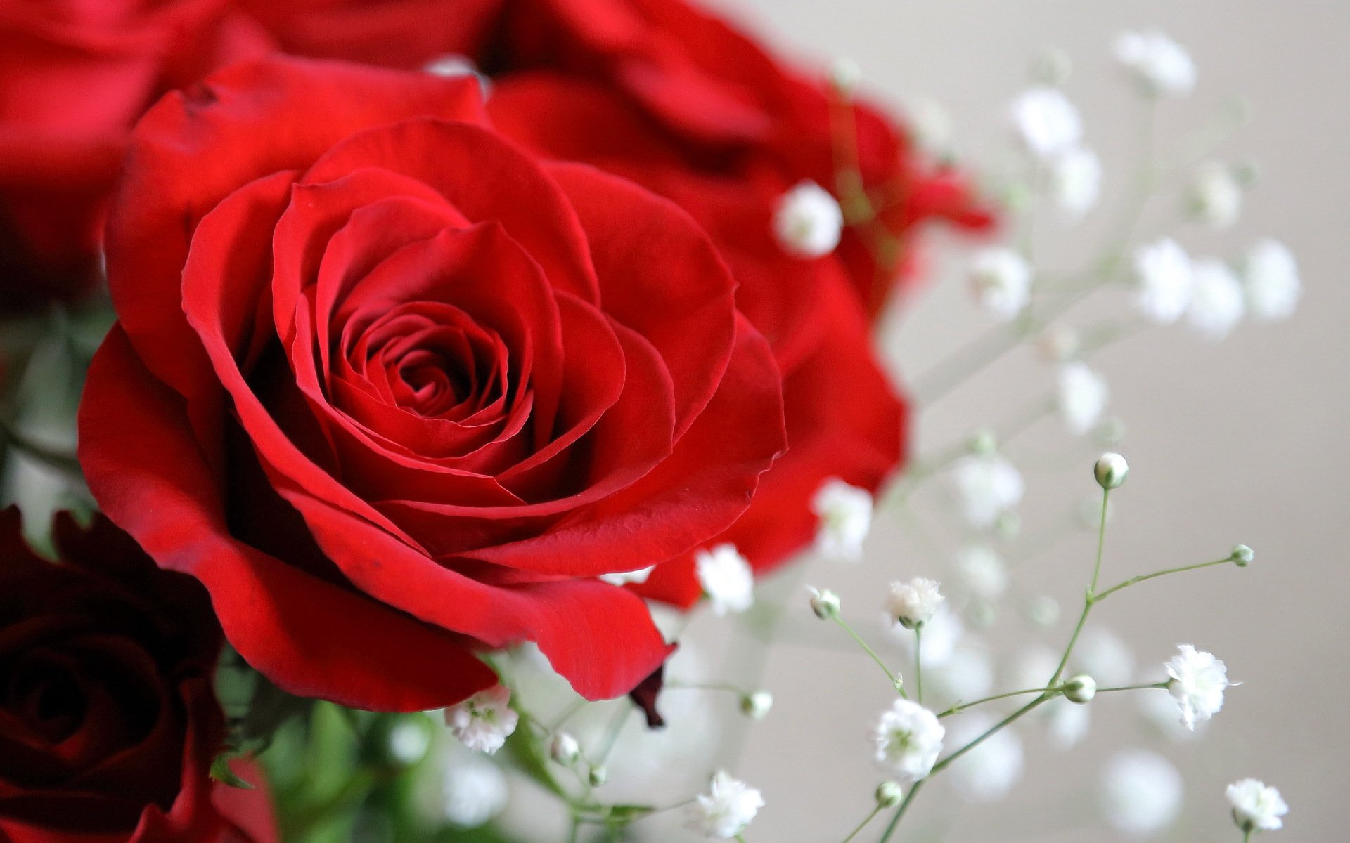 flower rose close up