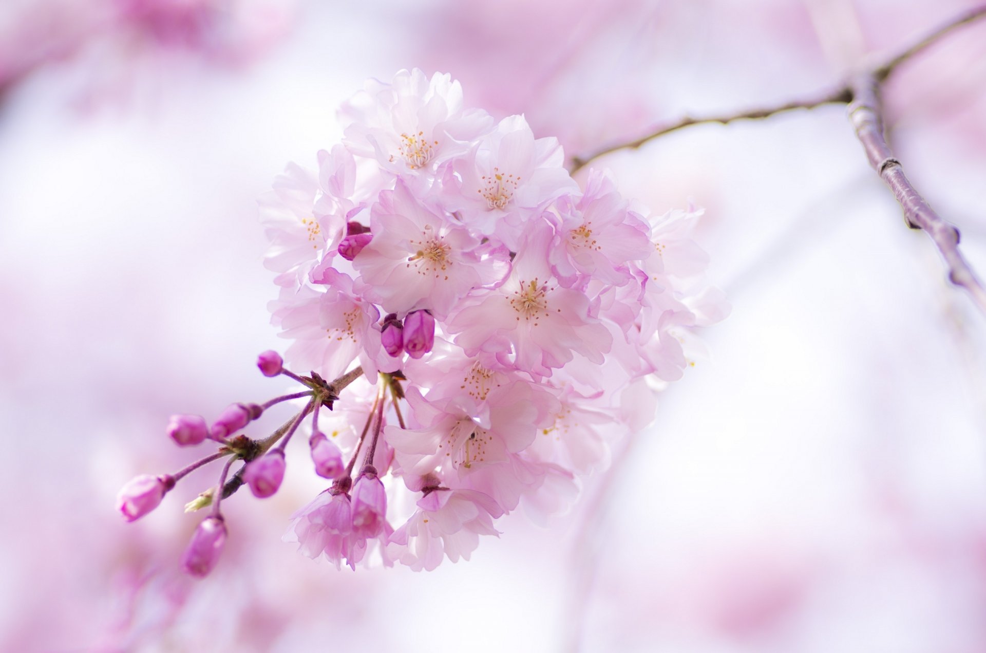sakura branche fleurs rose printemps floraison gros plan