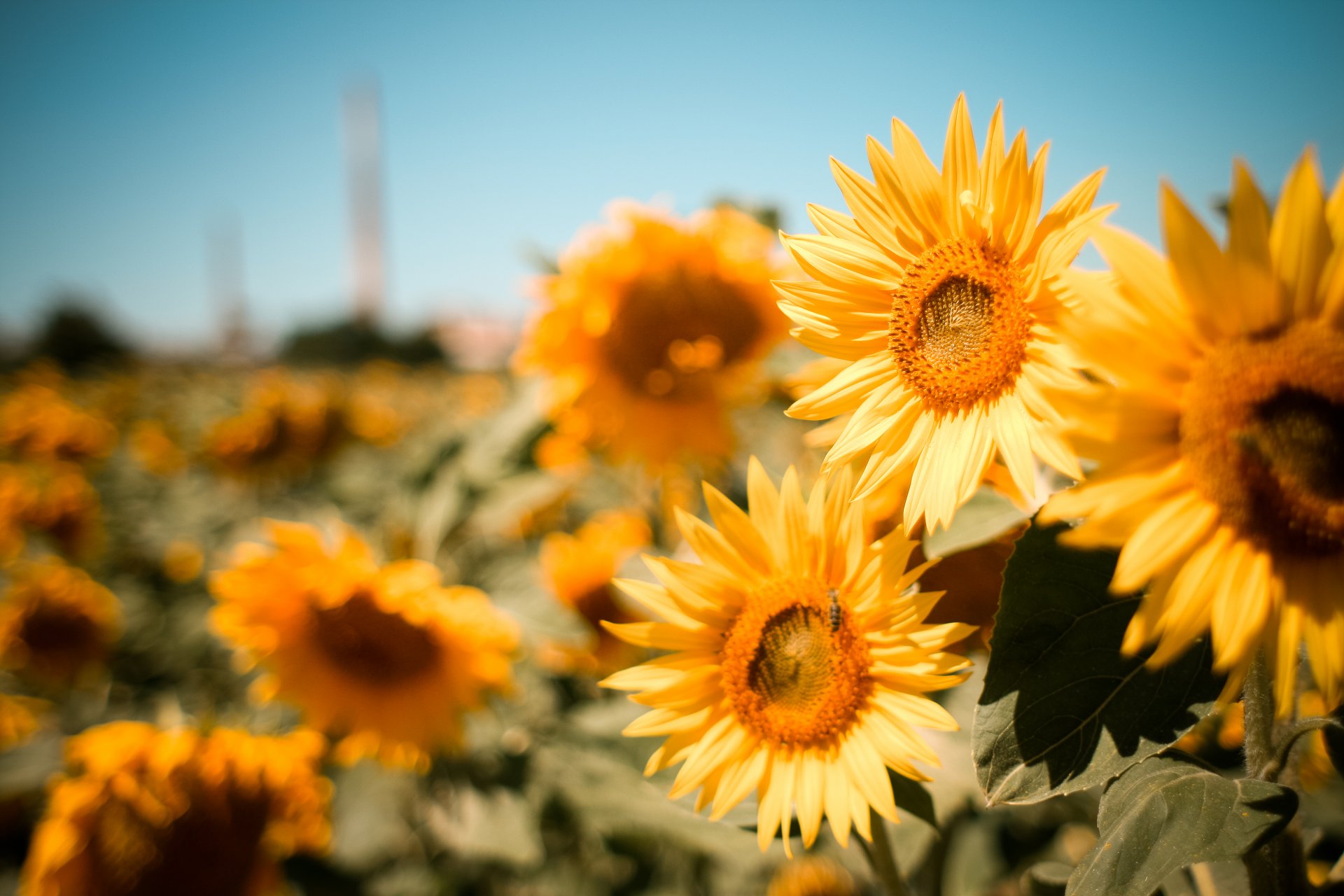 girasoles flores campo verano naturaleza desenfoque