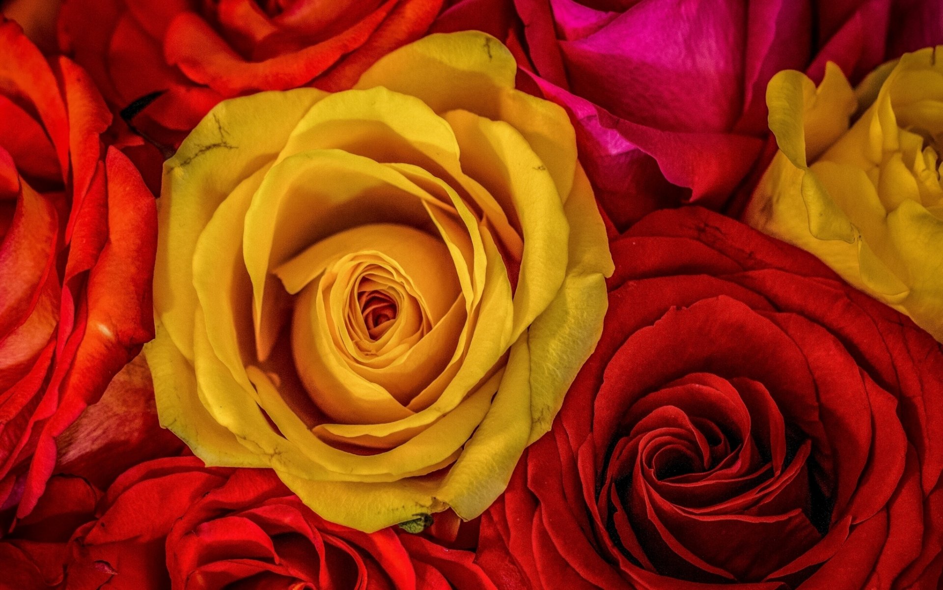 rosas capullos macro