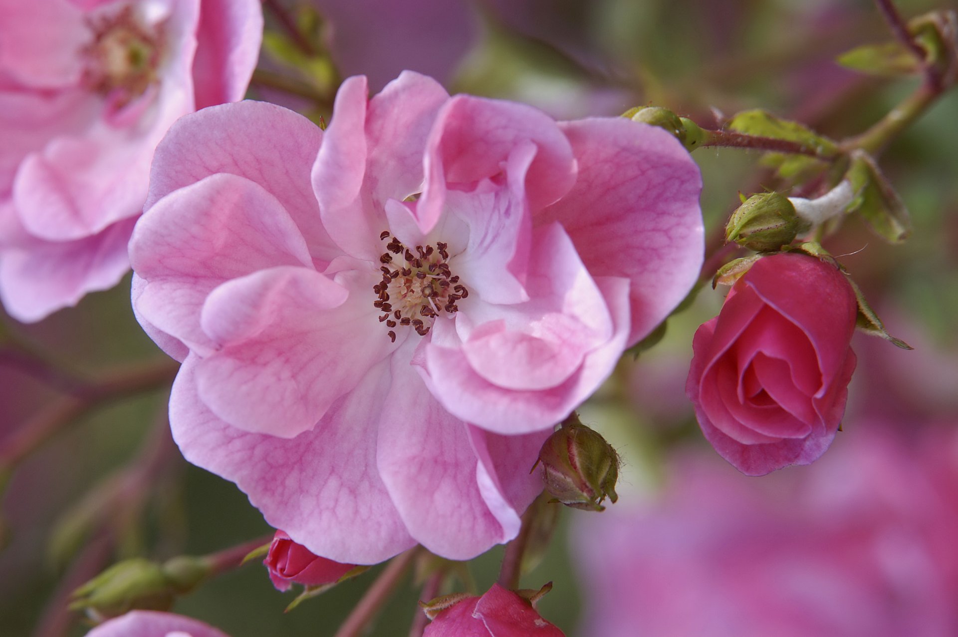 branch flower dog rose pink bud