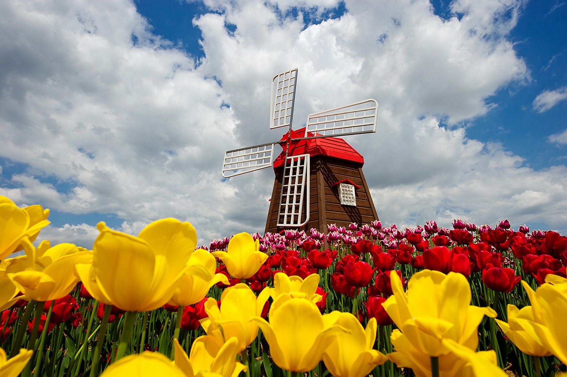 natura mulino a vento cielo nuvole primavera fiori tulipani primavera mulino a vento