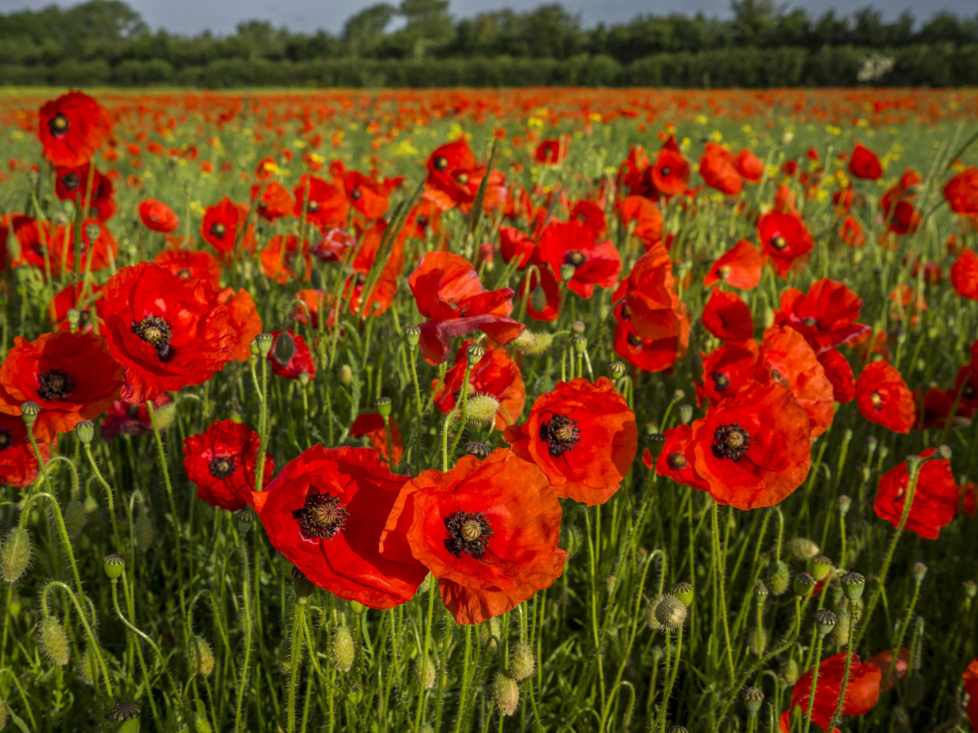 papaveri campo gemme