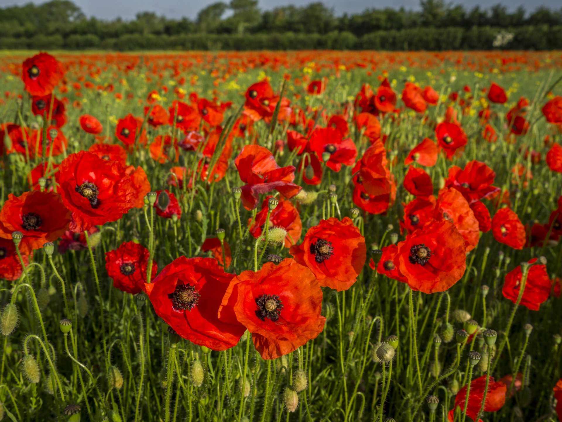 coquelicots champ bourgeons