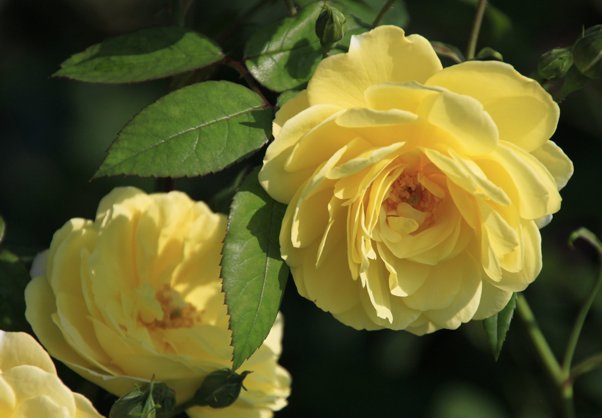 rosas pétalos hojas