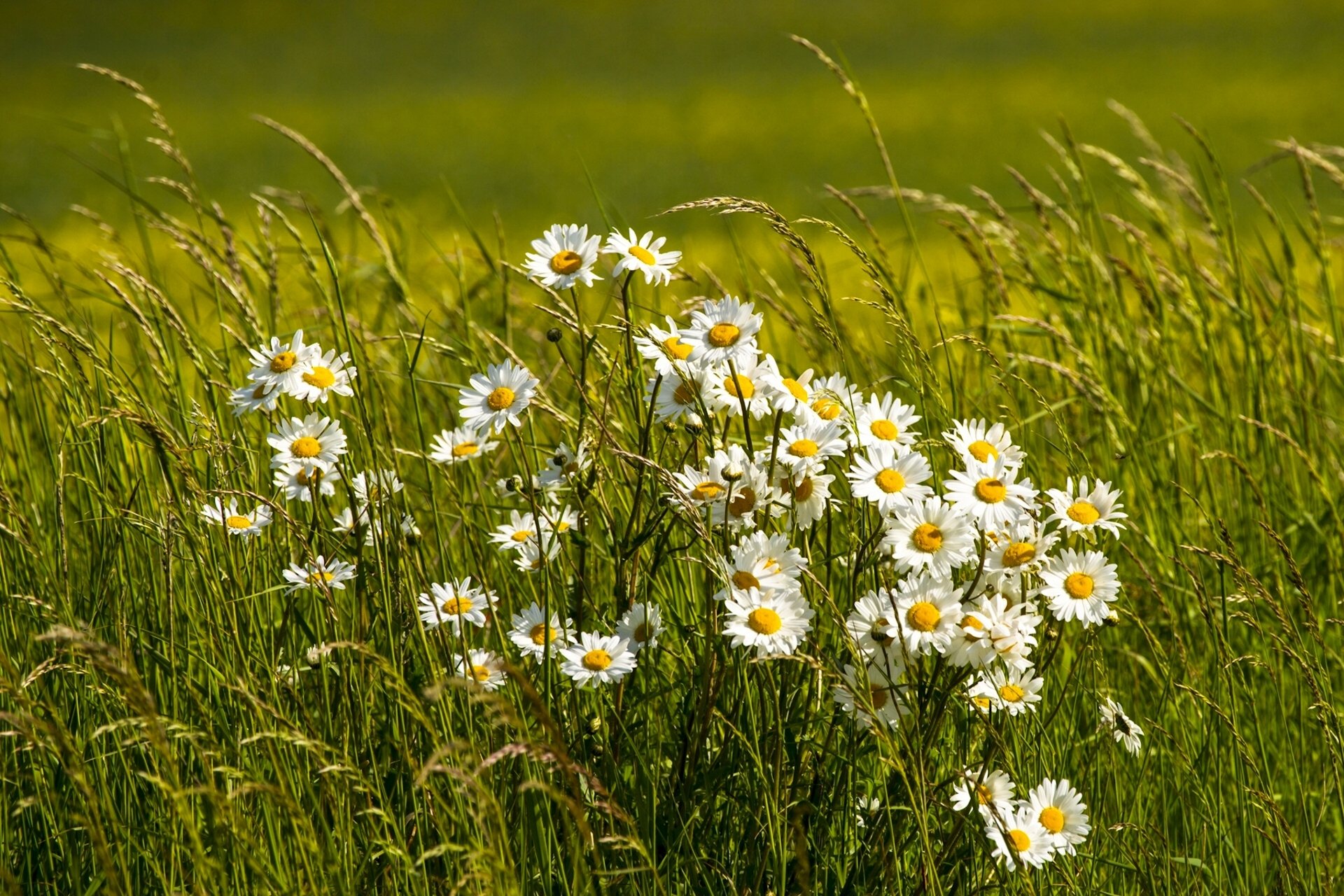 chamomile grass meadow