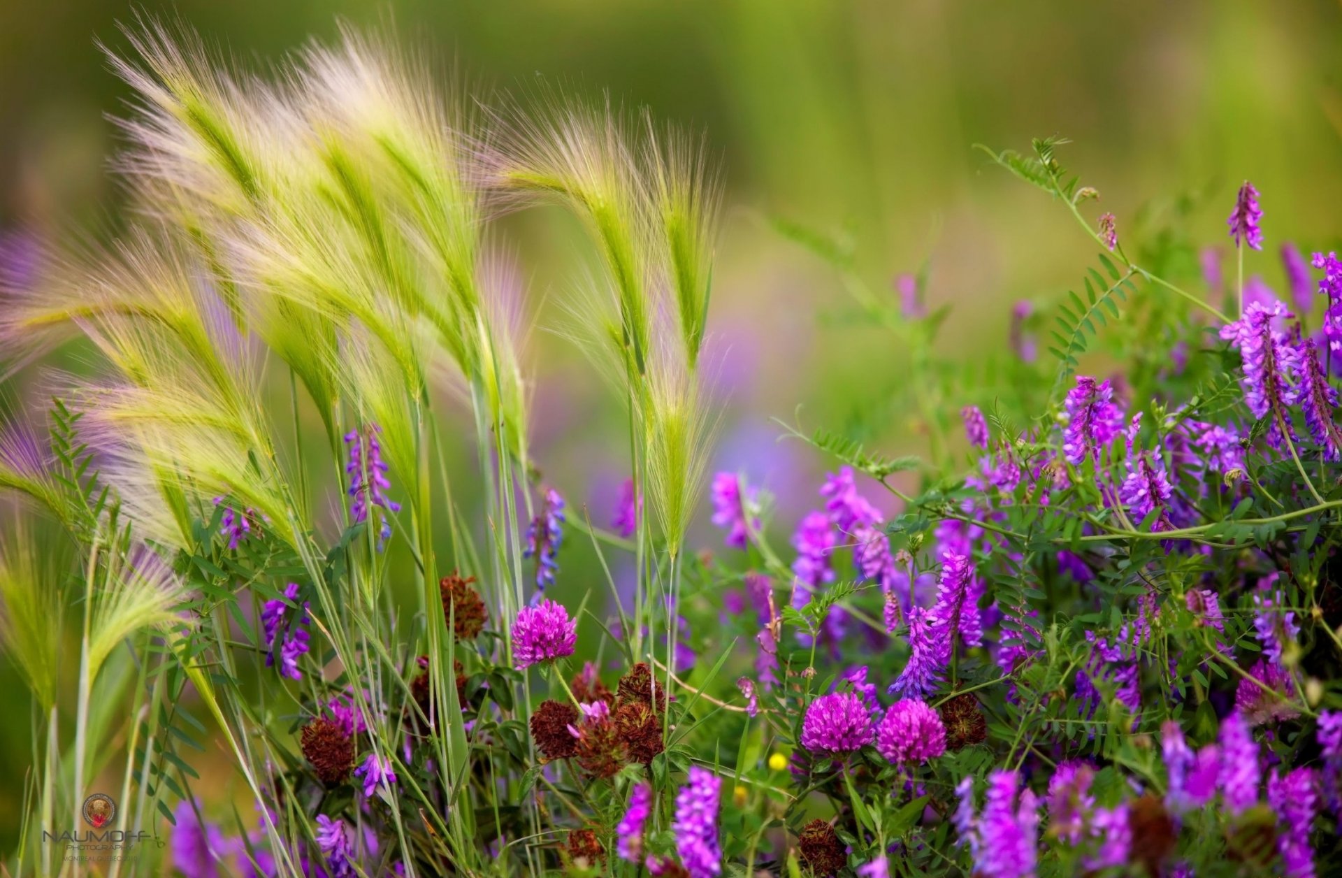 gras blumen wiese