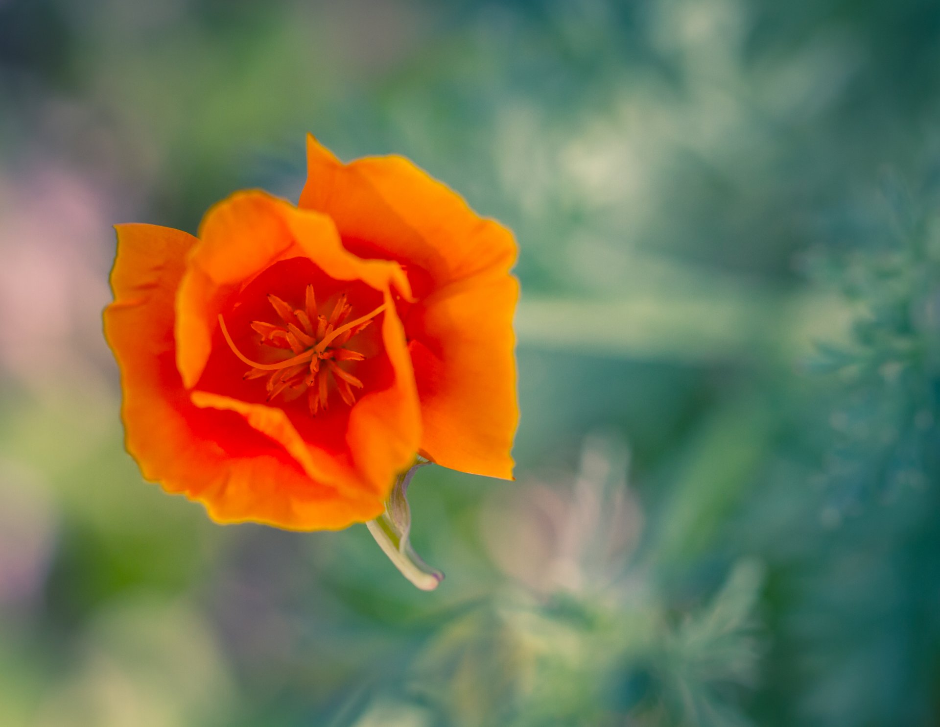 gros plan fleur orange pavot de californie eschstolzia