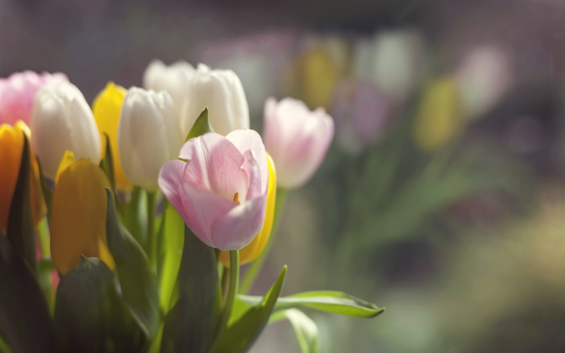fiori tulipani primavera