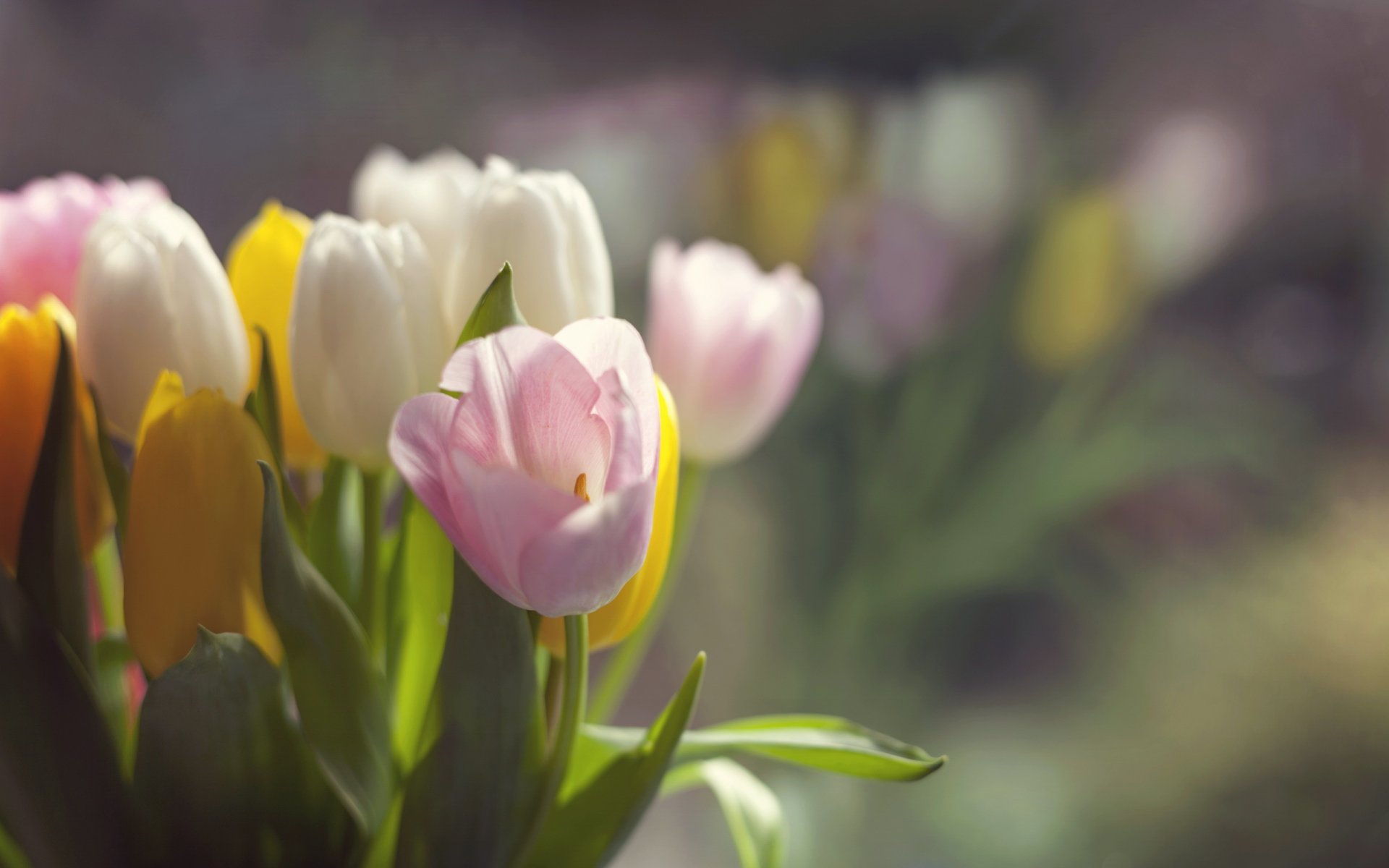 flower tulips spring