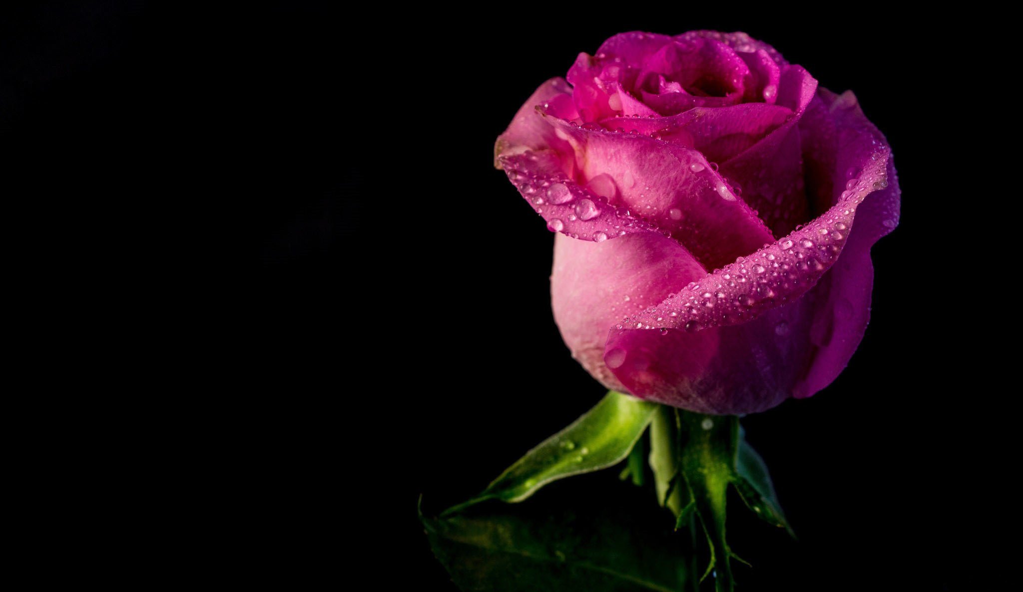 rose bourgeon pétales gouttes eau