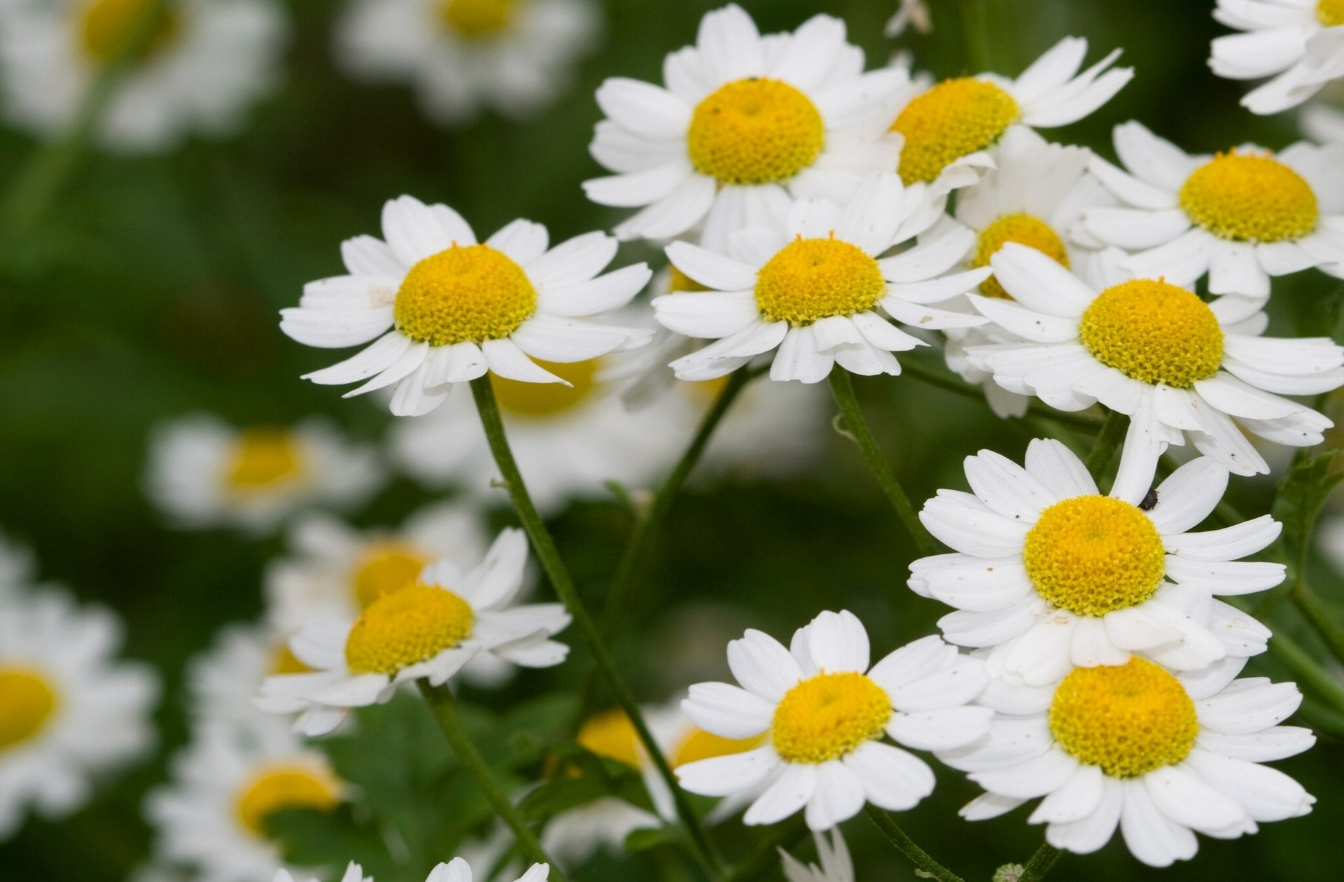 marguerites soleils aime-n aime pas