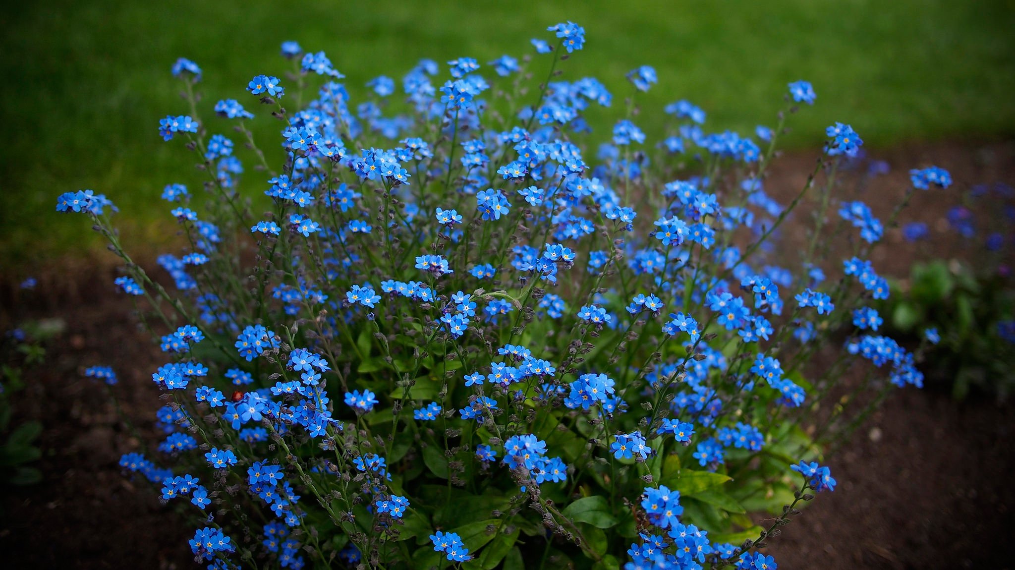myosotis nature fond