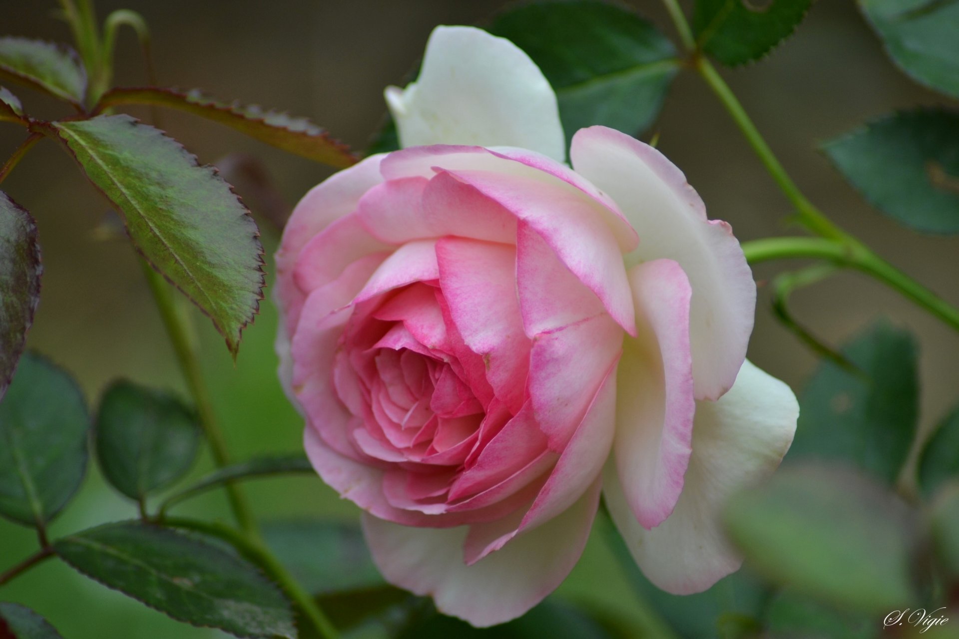 rosa brote pétalos hojas macro