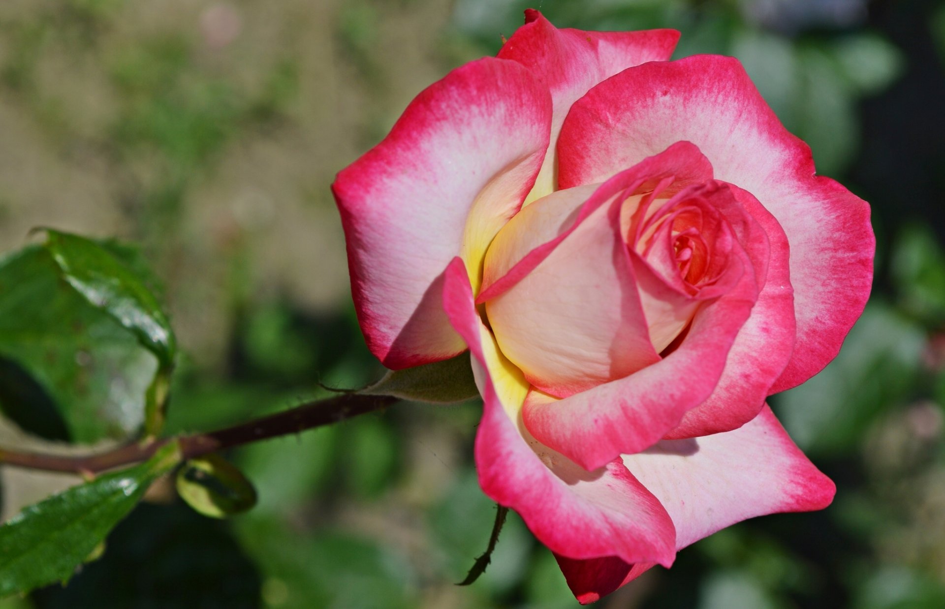 rose knospe makro