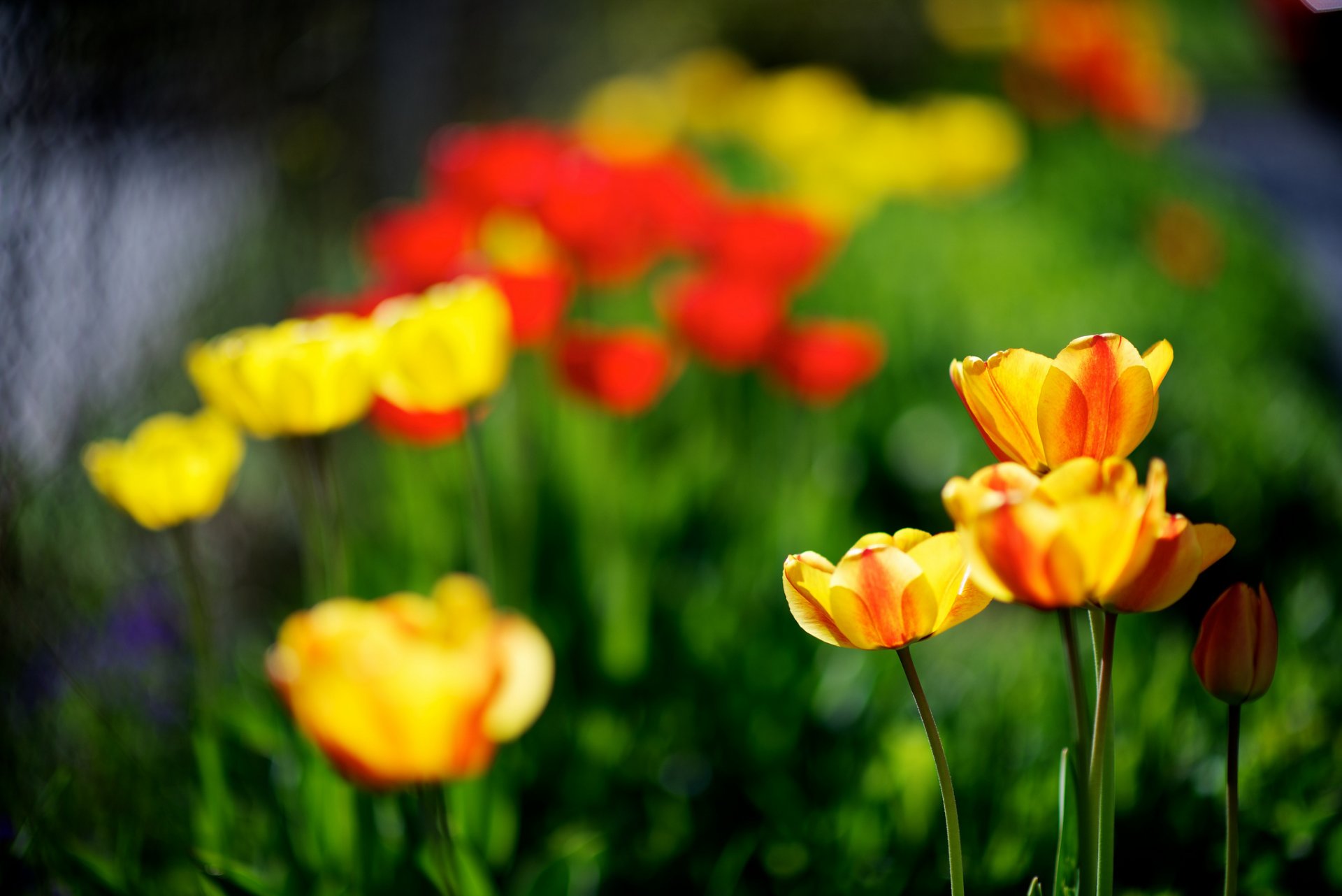 tulipany żółte czerwone wiosna natura