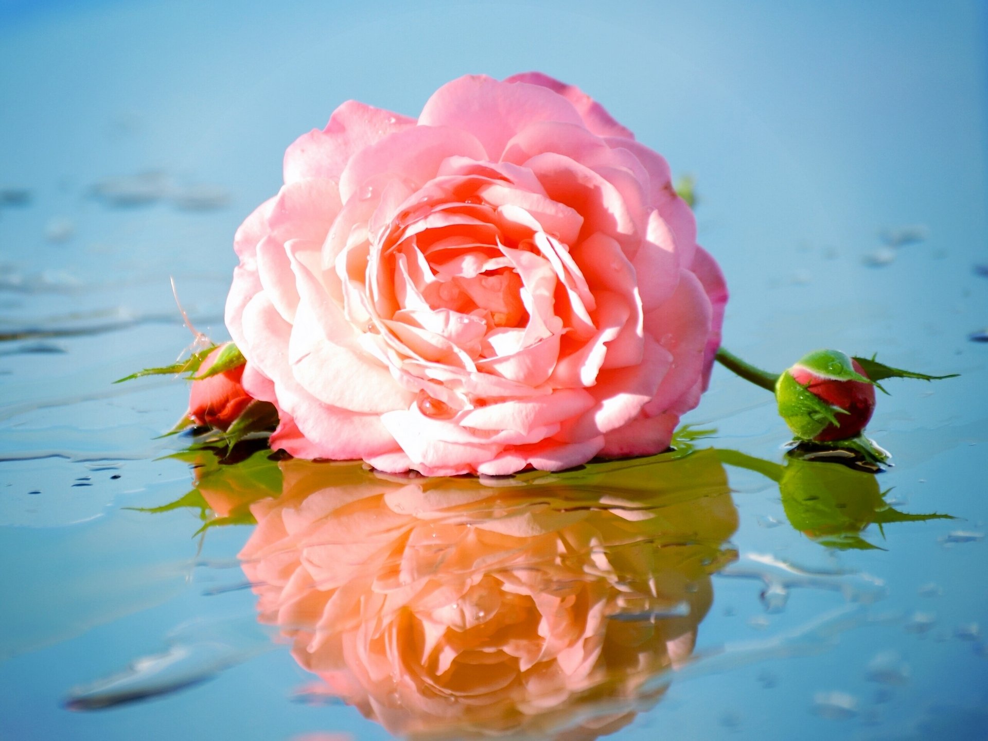 rosa boccioli riflessione