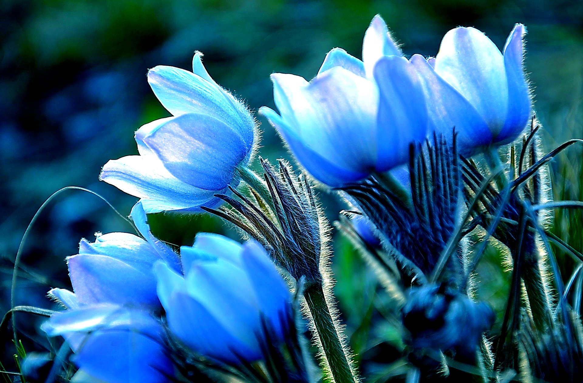 petals leaves close up nature spring