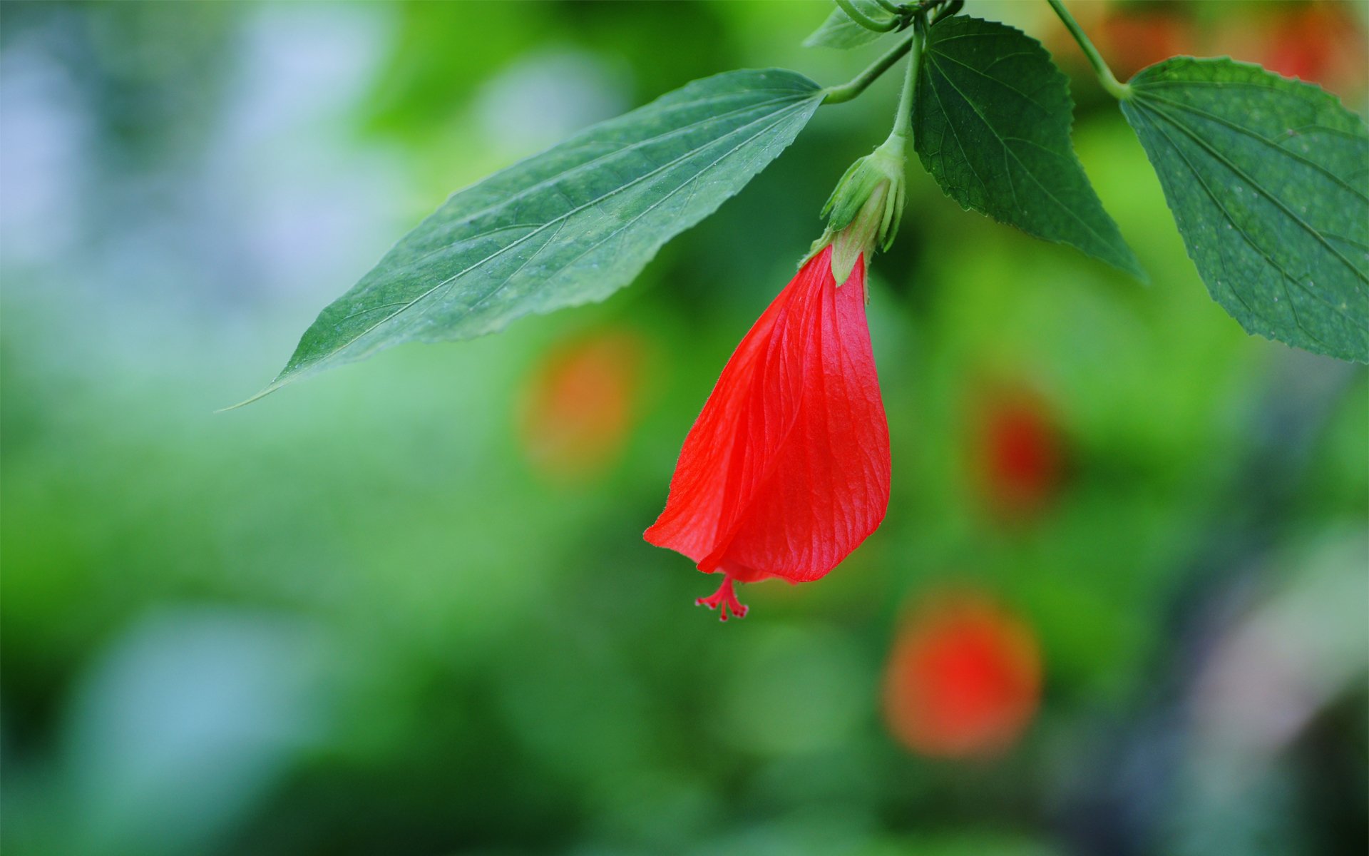 fiore ibisco rosso bocciolo foglie ramo messa a fuoco