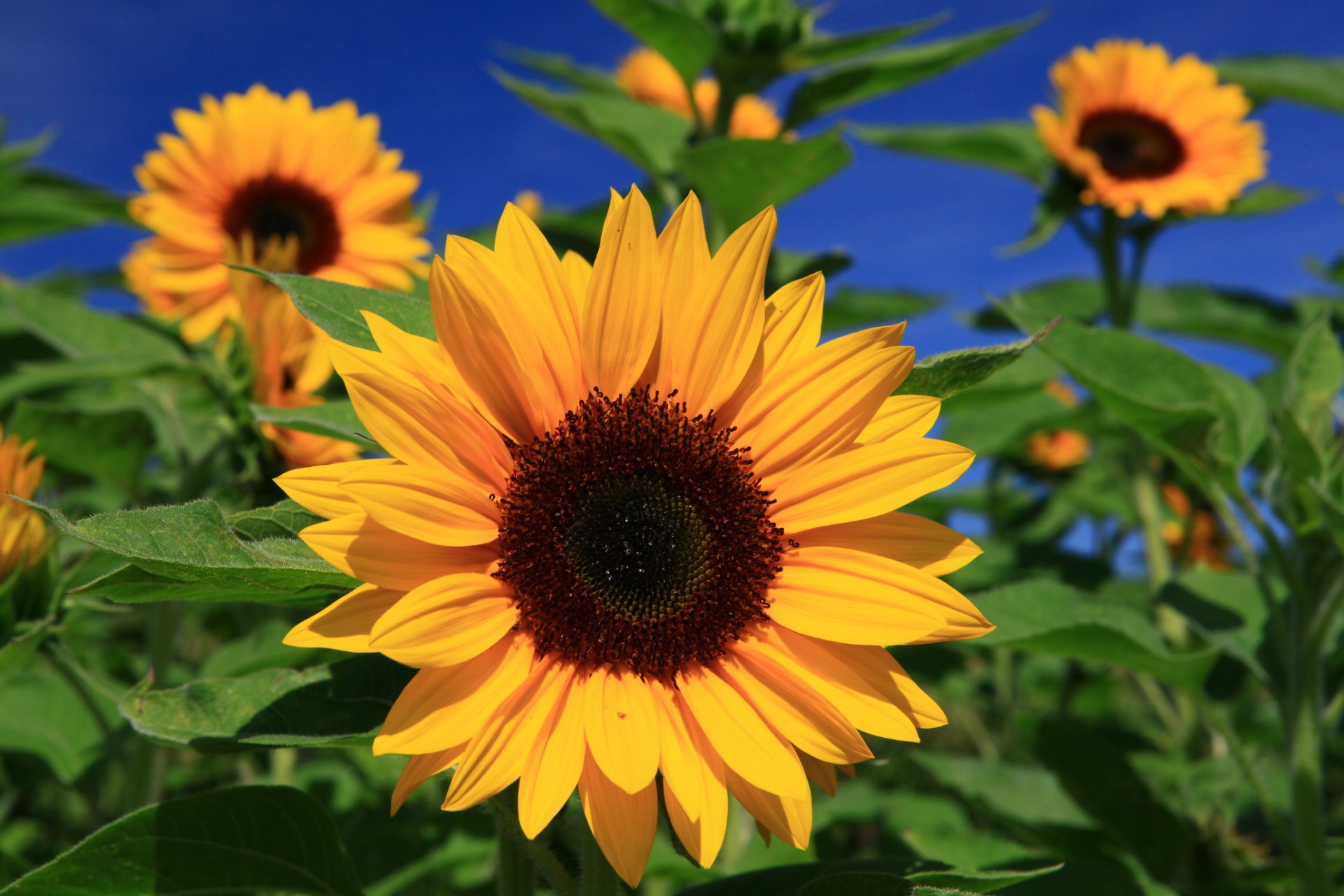 girasoles sol macro