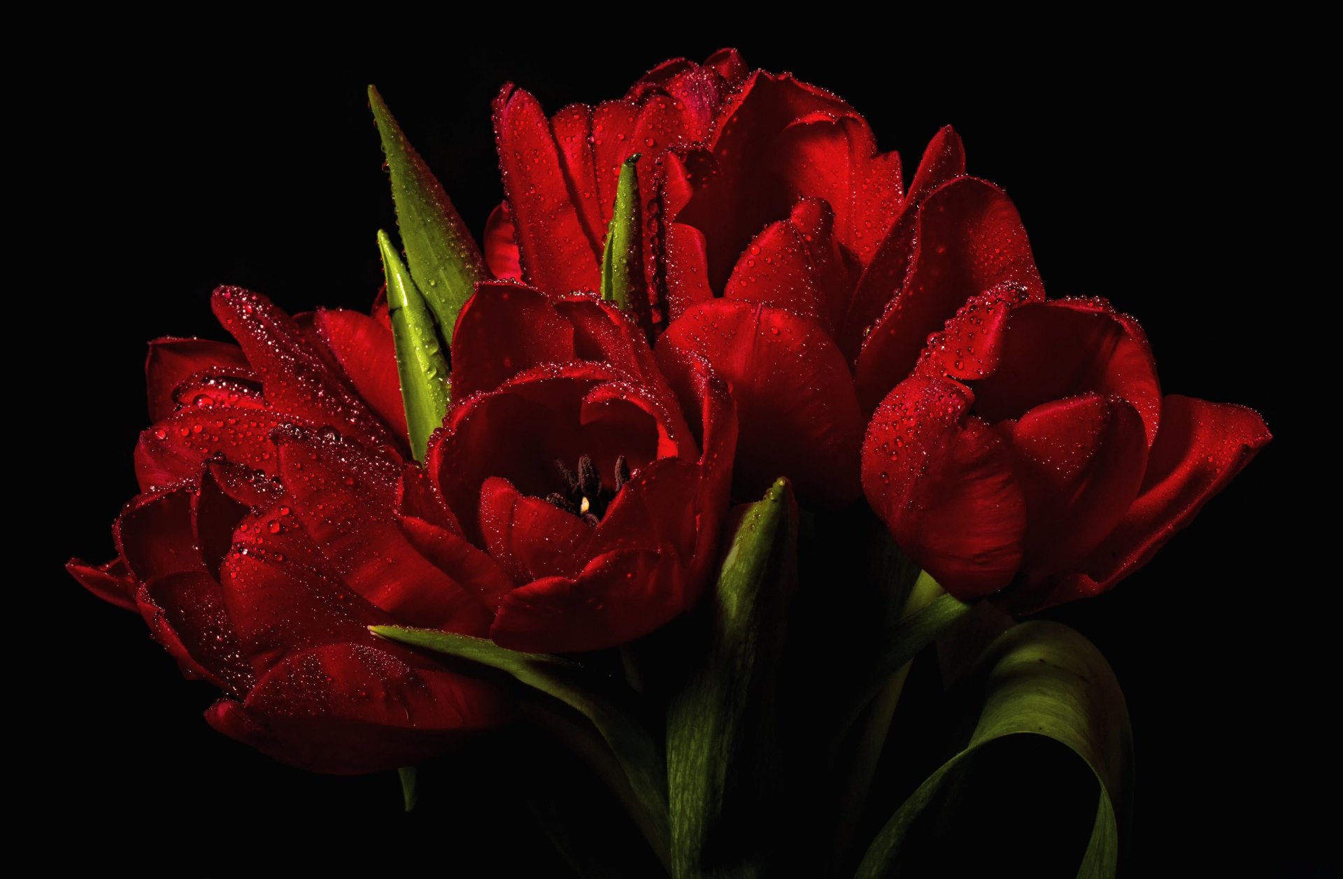 tulipany czerwone krople woda