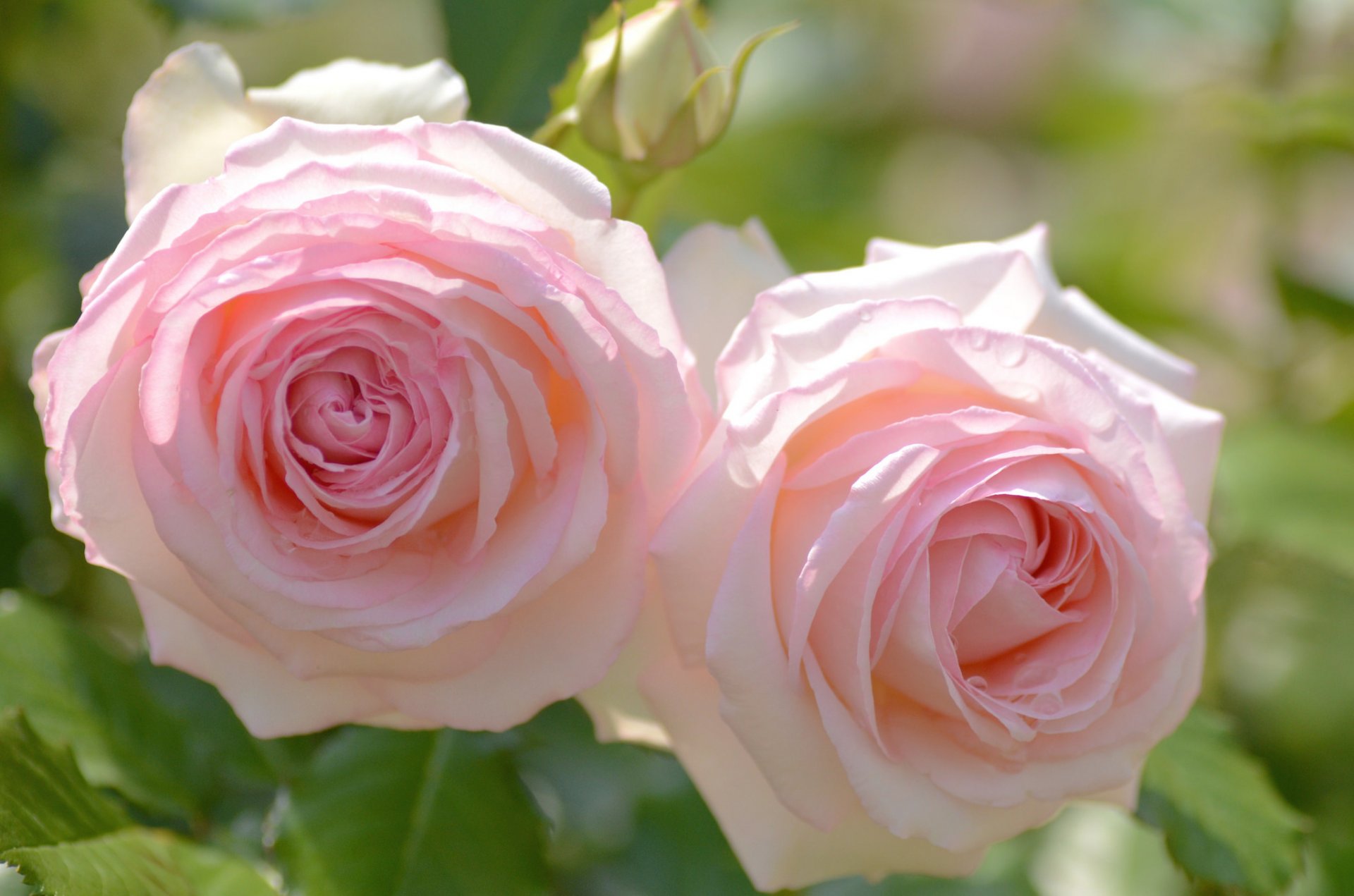 rosen duo makro