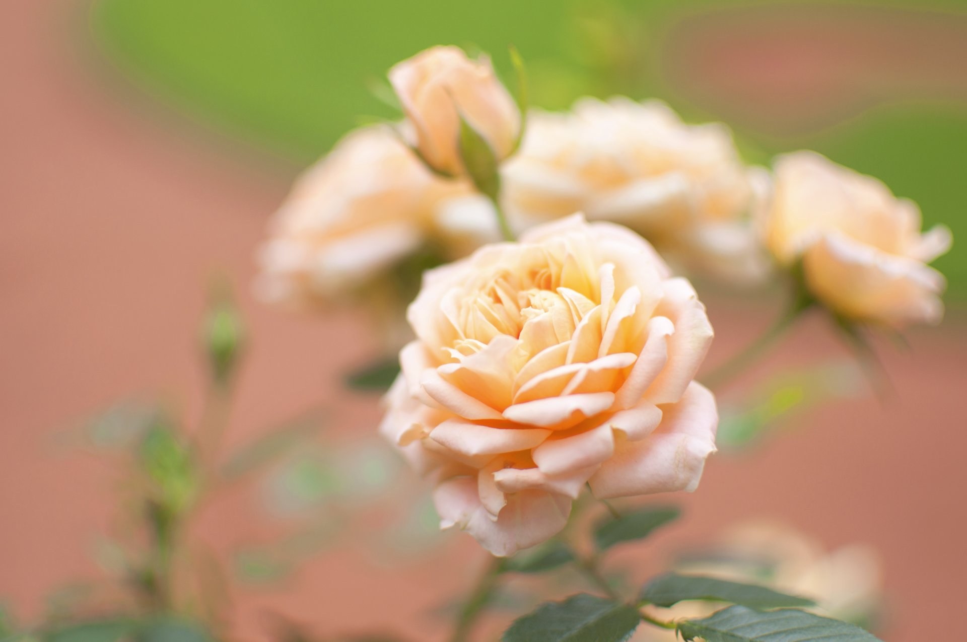 rose pfirsich blume pflanze