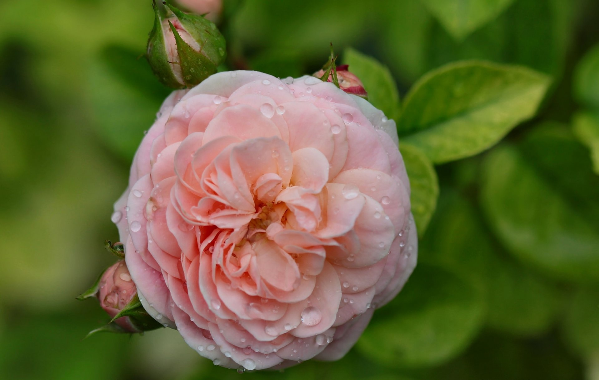 rose bourgeons gouttes gros plan