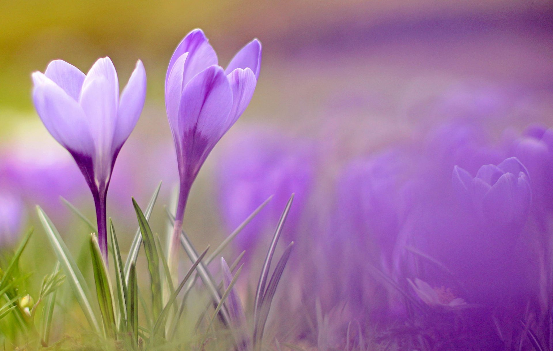 krokusse frühling blumen makro